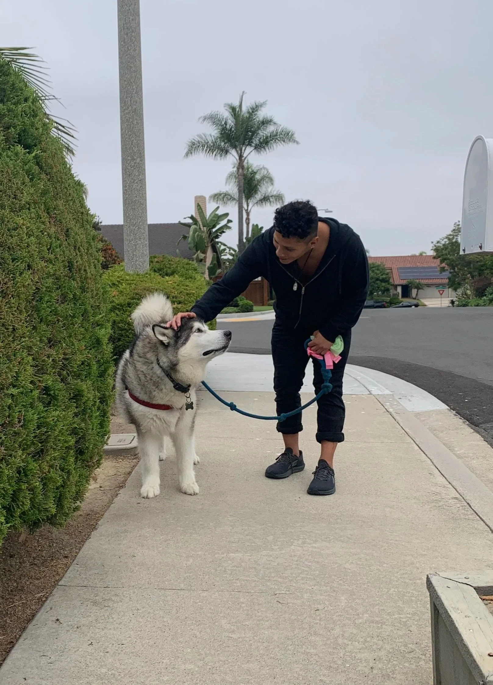 A person petting a Siberian Husky dog on a sidewalk in a suburban neighborhood.