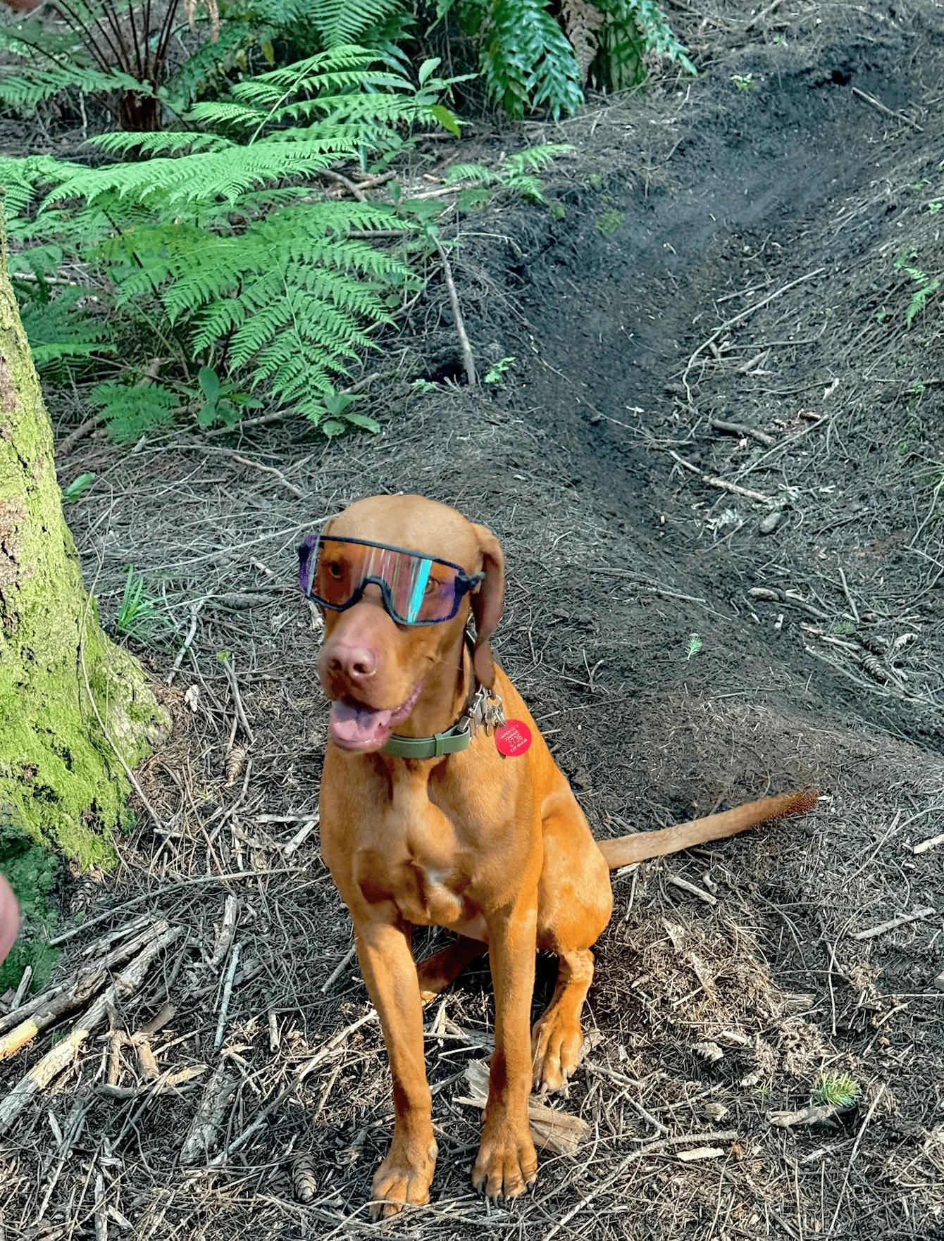 A brown dog with glasses and a green collar sitting on dirt in a wooded area with green ferns and trees.