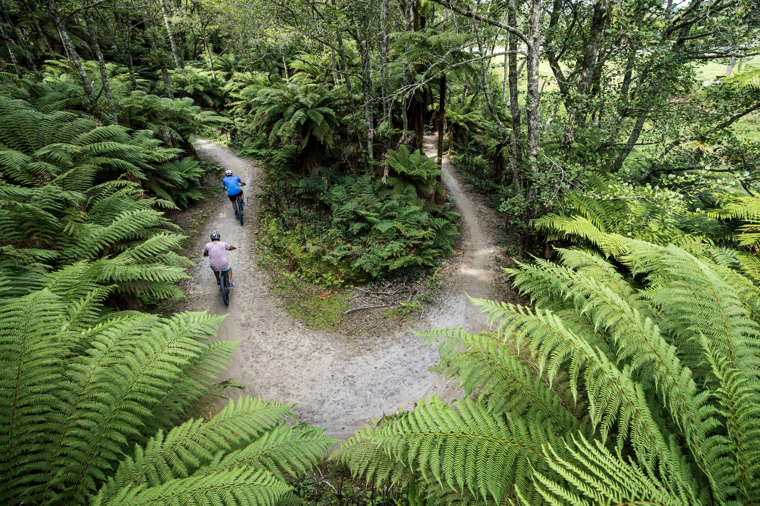 Mountain biker riding through Whakarewarewa Forest Rotorua