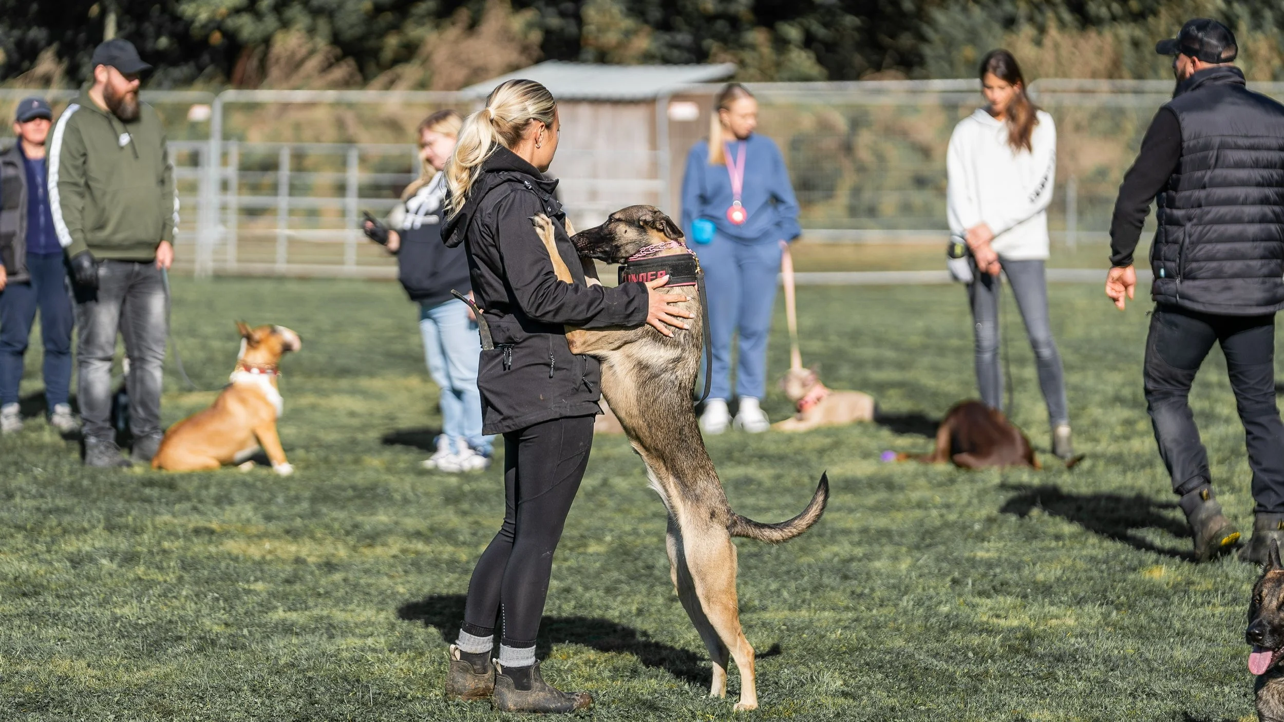 A woman in black attire is hugging a large German Shepherd dog. Several other people and dogs are present in the background on a grassy field, with a chain-link fence and trees behind them.