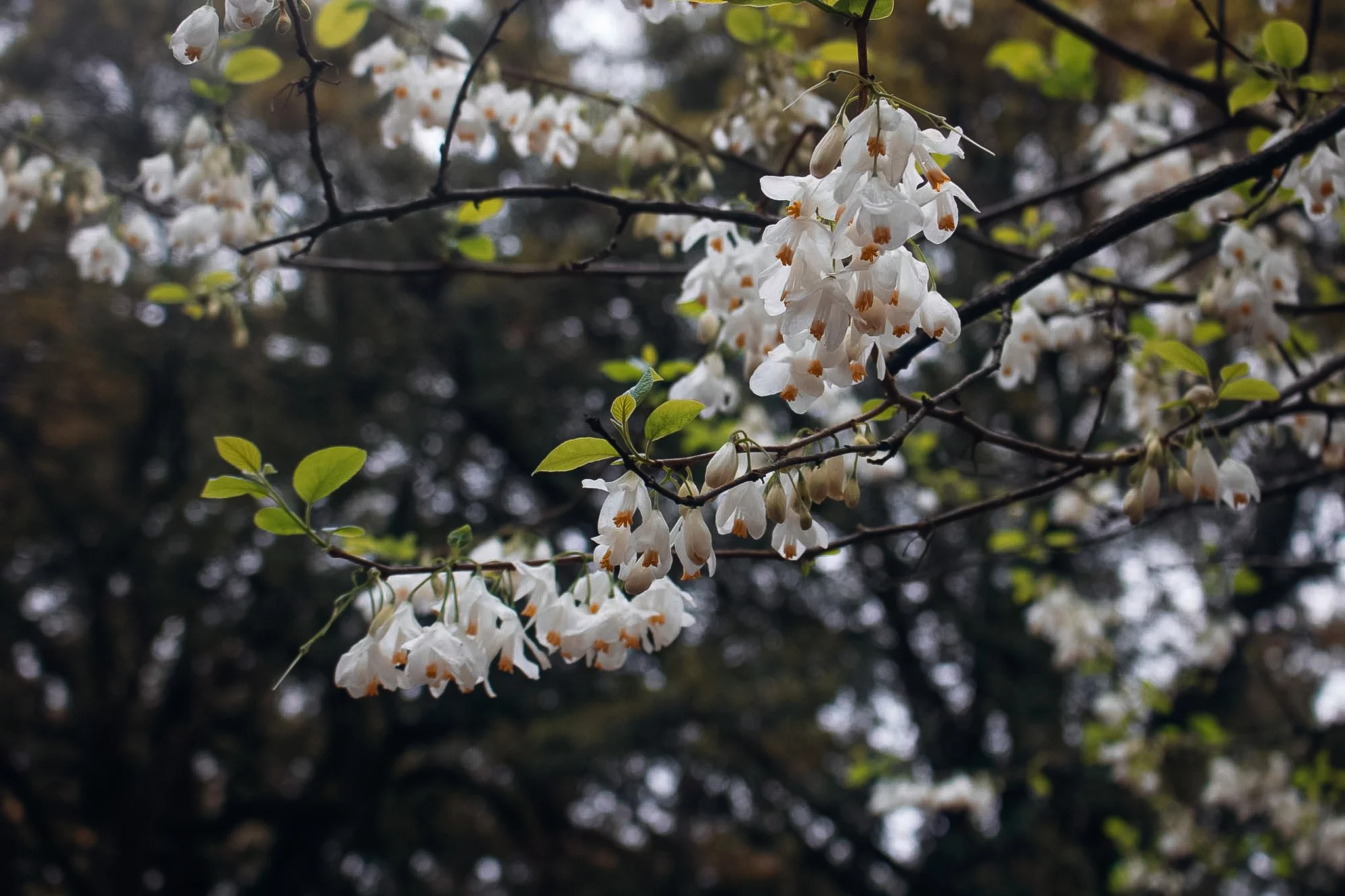 White flowering tree branch with small green leaves and white blossoms against a dark blurred background.