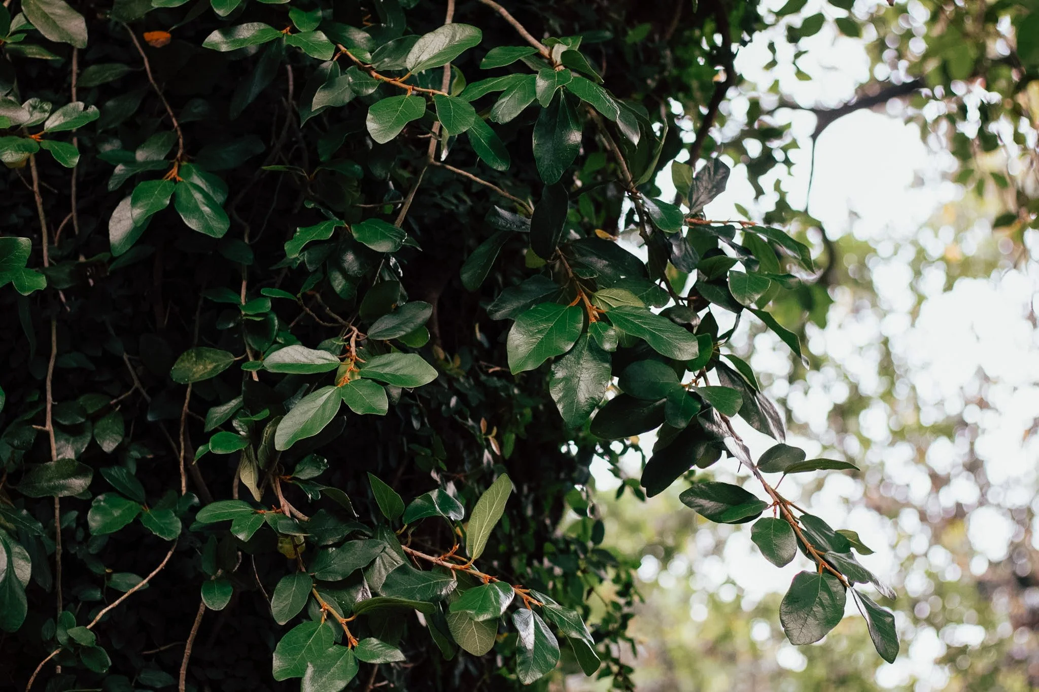 Close-up of green bamboo leaves and branches with a blurred natural background.