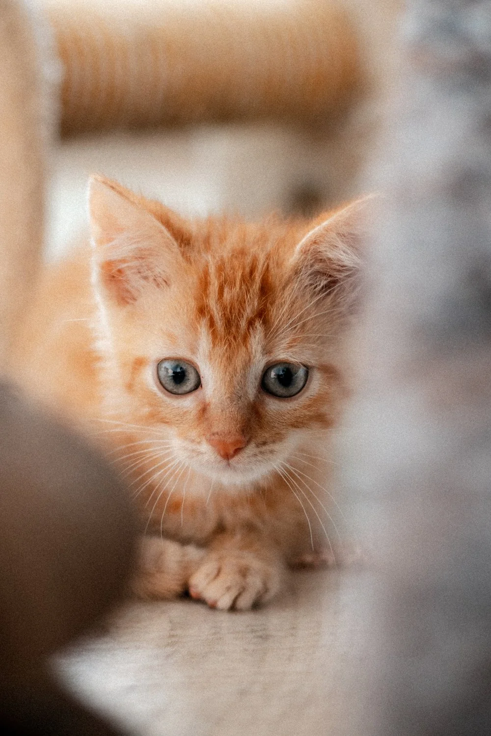 2025_08_05 - Katzenteam_Birgit_144_1500px.JPG