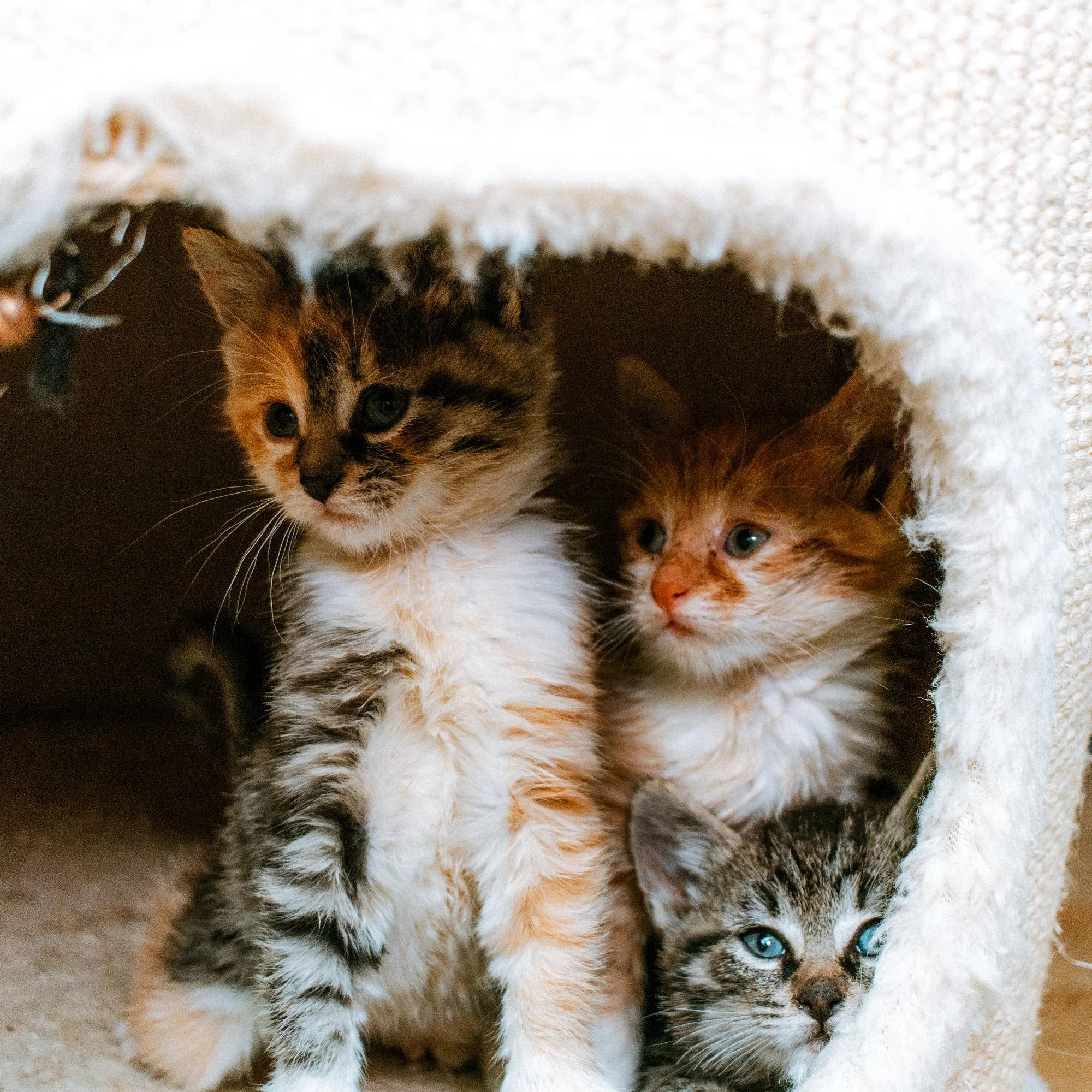 2026_10_05 - Katzenbabies, Katzenhaus_007_2000px.JPG