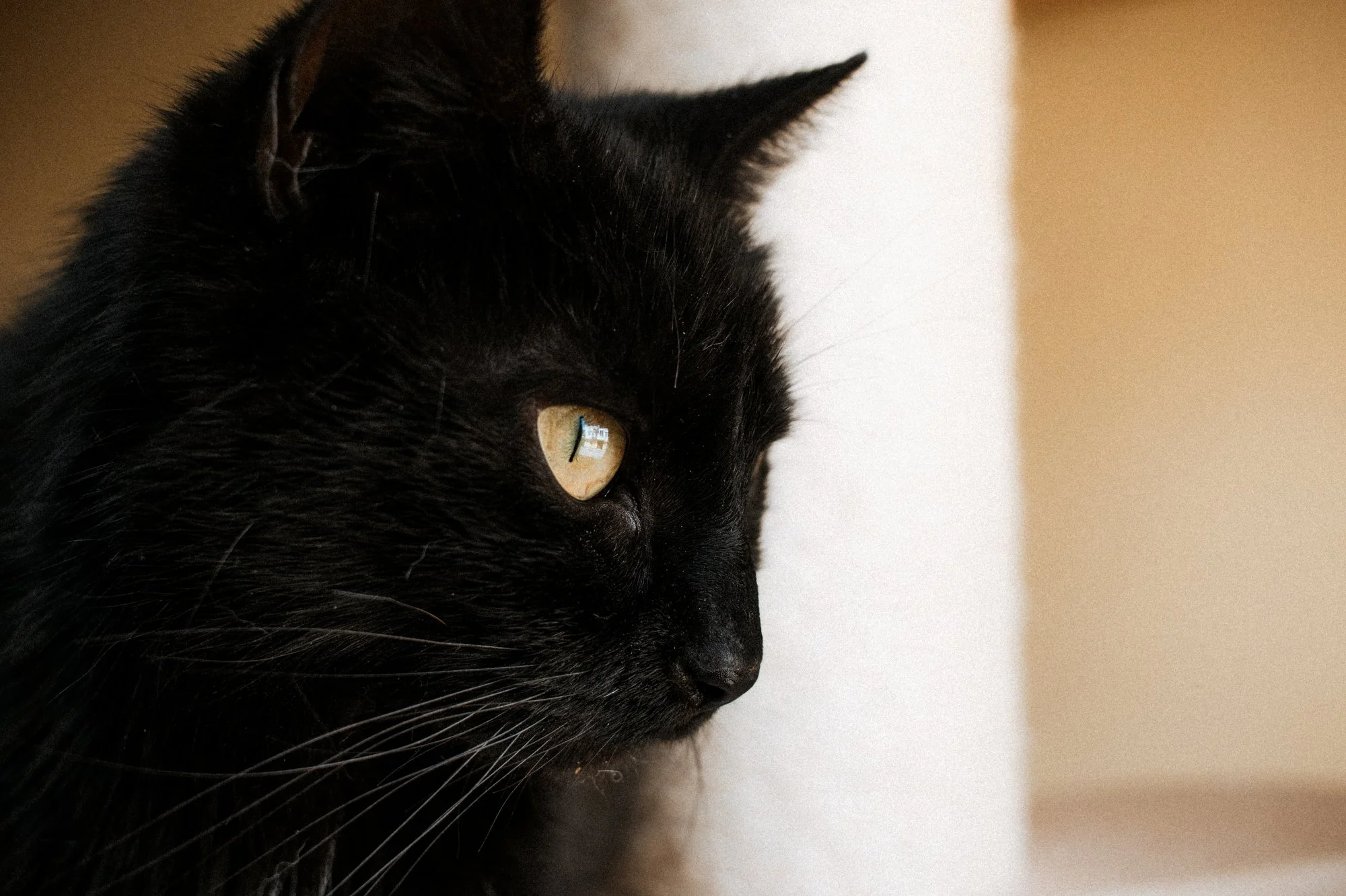 2026_04_13 - Katzenhaus, Piet und Loki_028_2000px.JPG