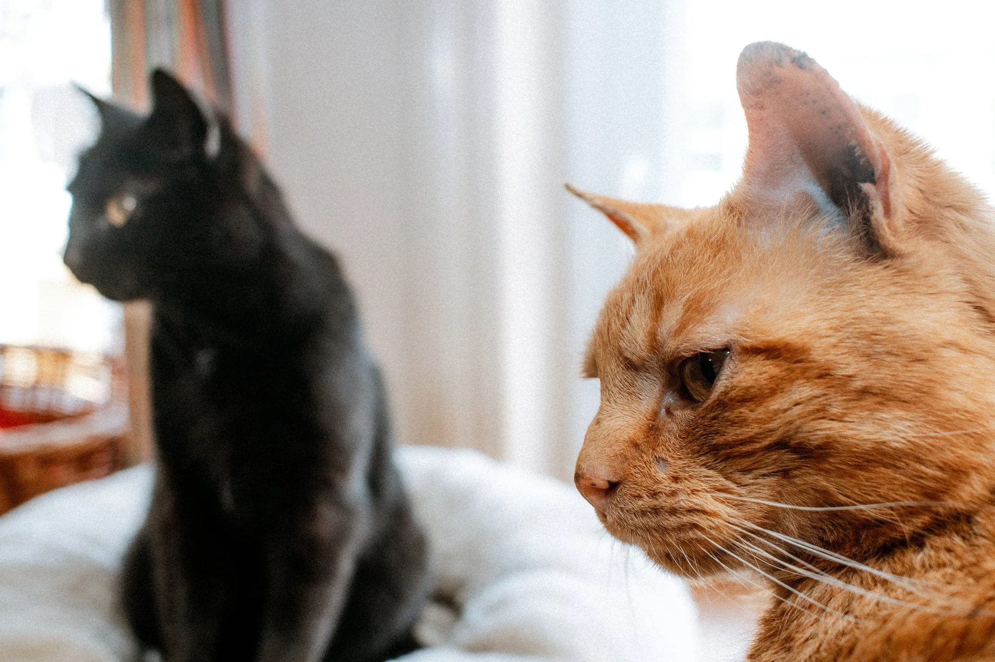 2026_04_13 - Katzenhaus, Piet und Loki_034_2000px.JPG