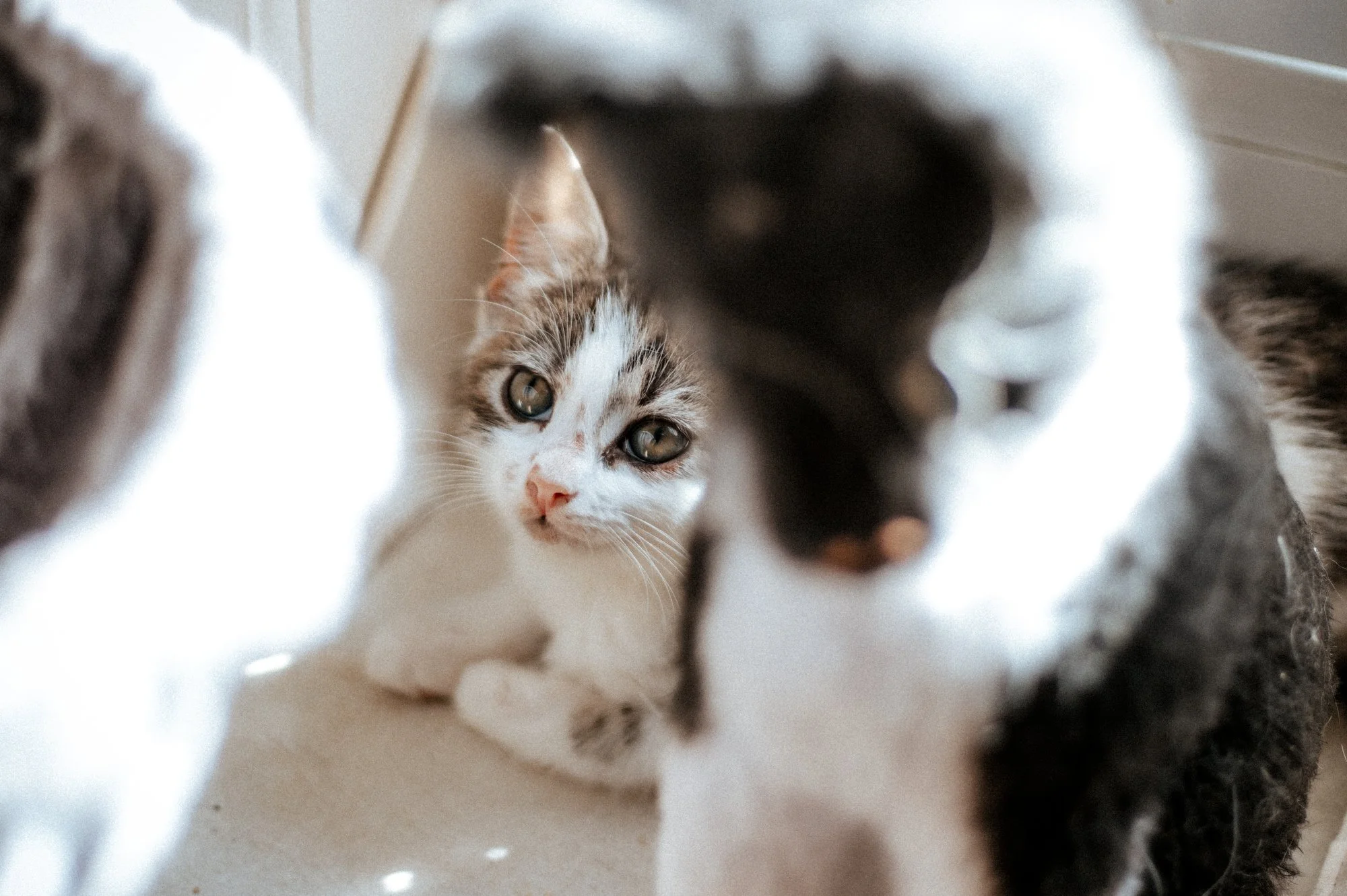 Zwei Katzen, eine weiße mit braunen Streifen und eine schwarze, spielen zusammen auf einem Boden.