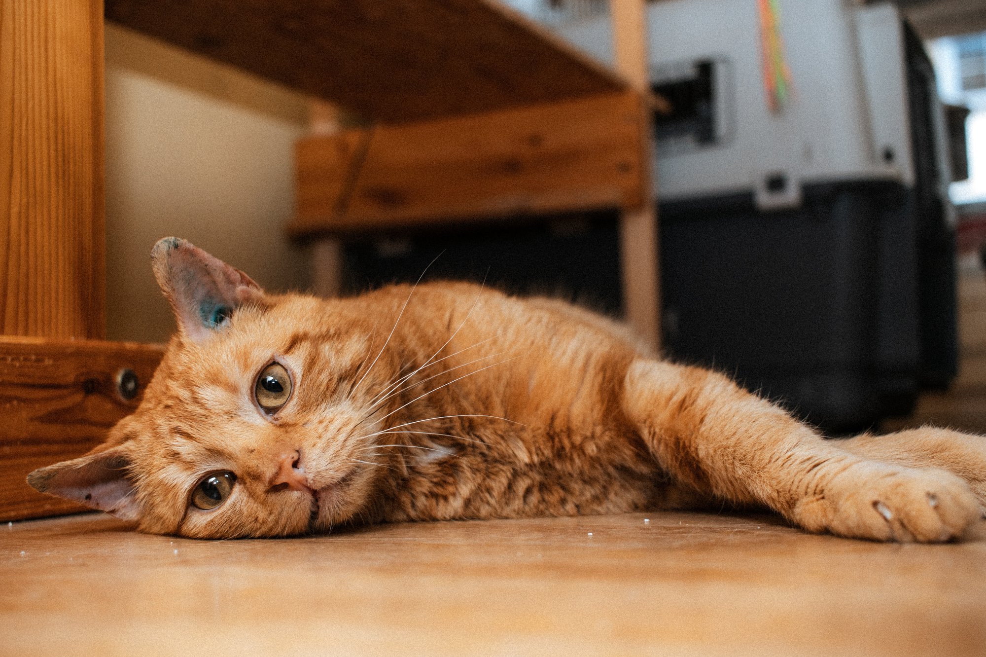 2026_04_13 - Katzenhaus, Piet und Loki_042_2000px.JPG