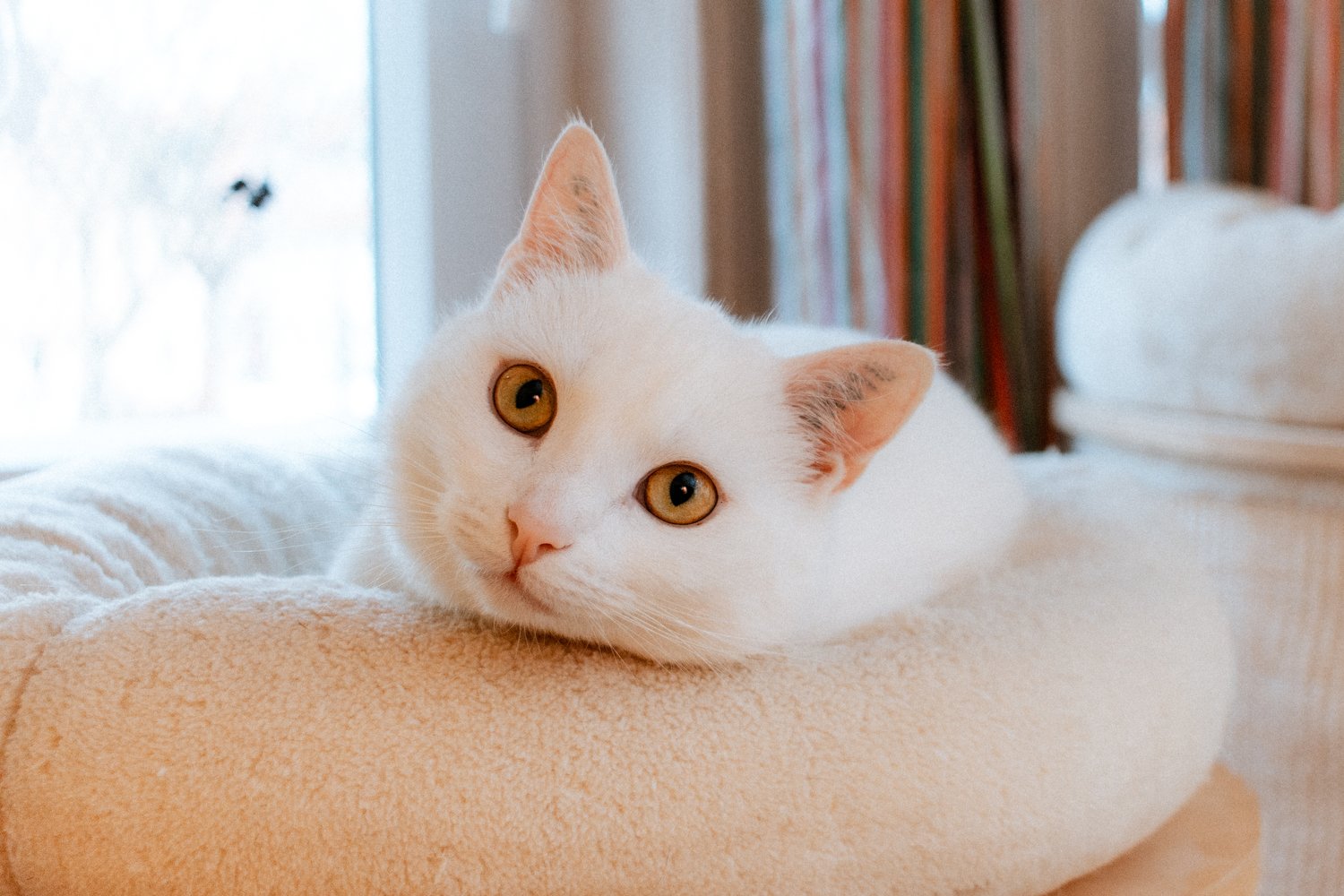 2026_02_09 - Katzenteam, Flocke_001_1500px.JPG