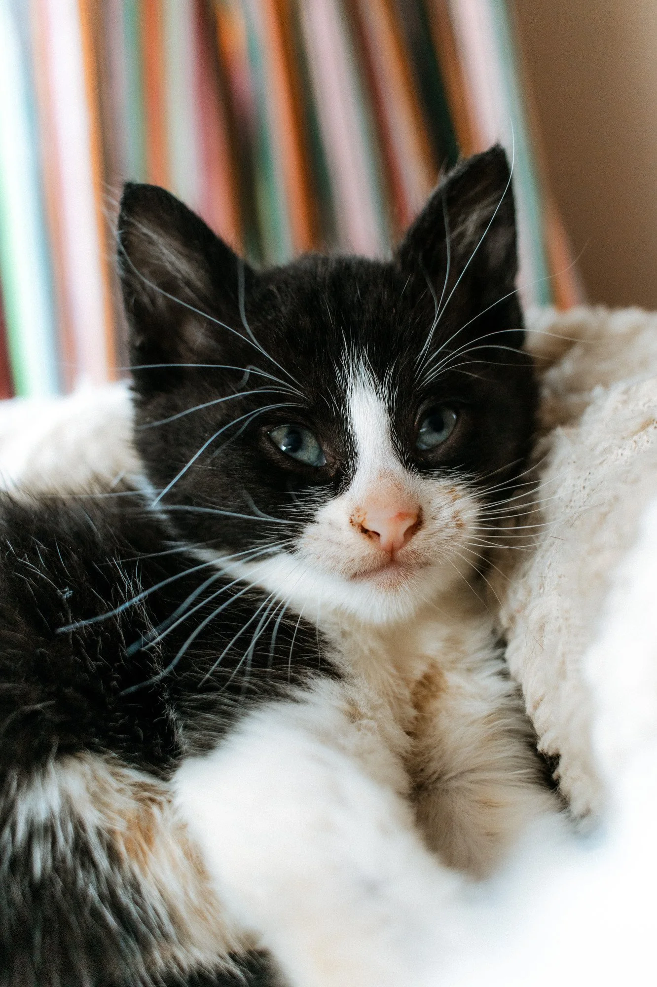 2026_10_05 - Katzenbabies, Katzenhaus_003_2000px.JPG