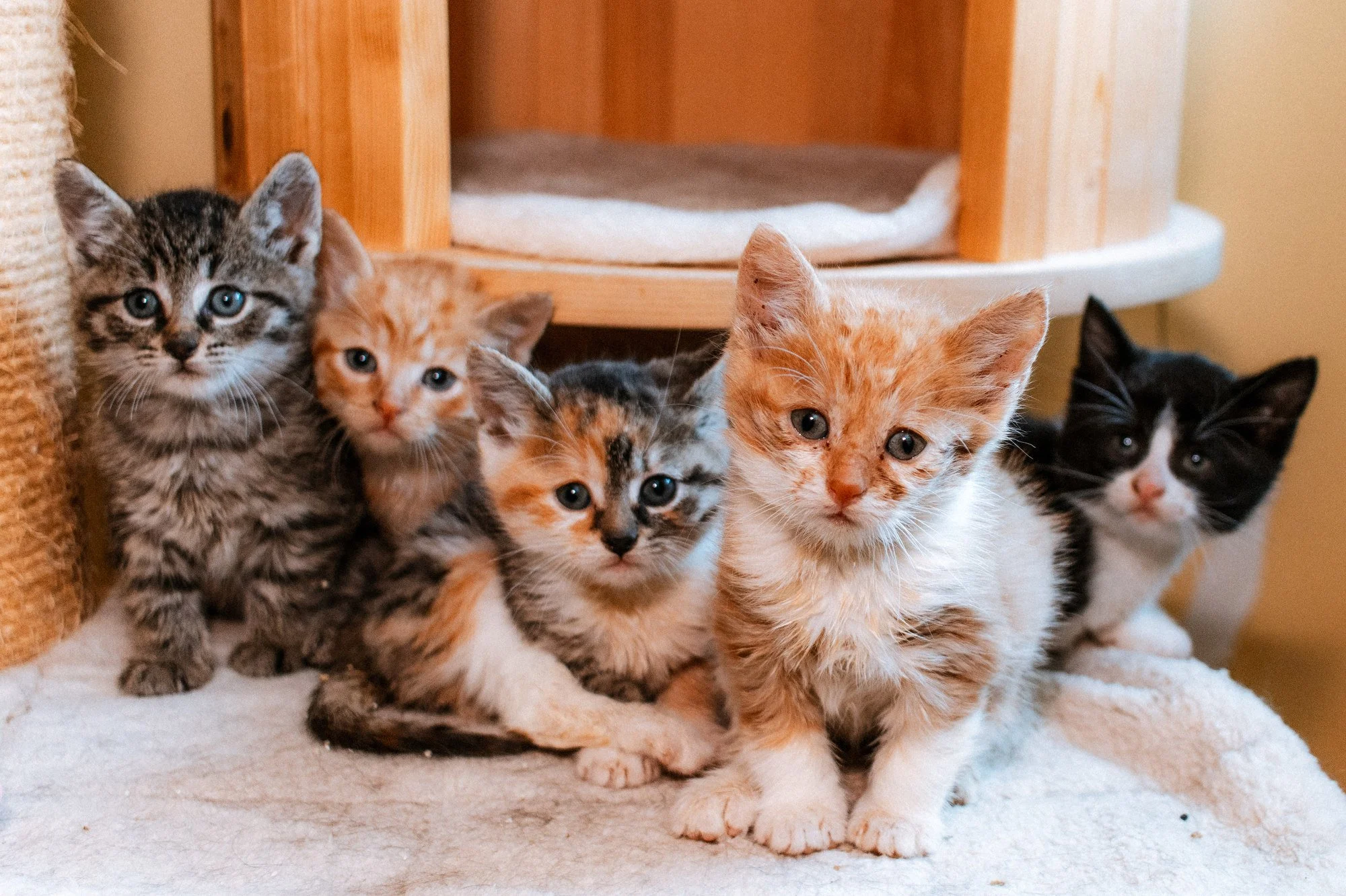 2026_10_05 - Katzenbabies, Katzenhaus_001_2000px.JPG