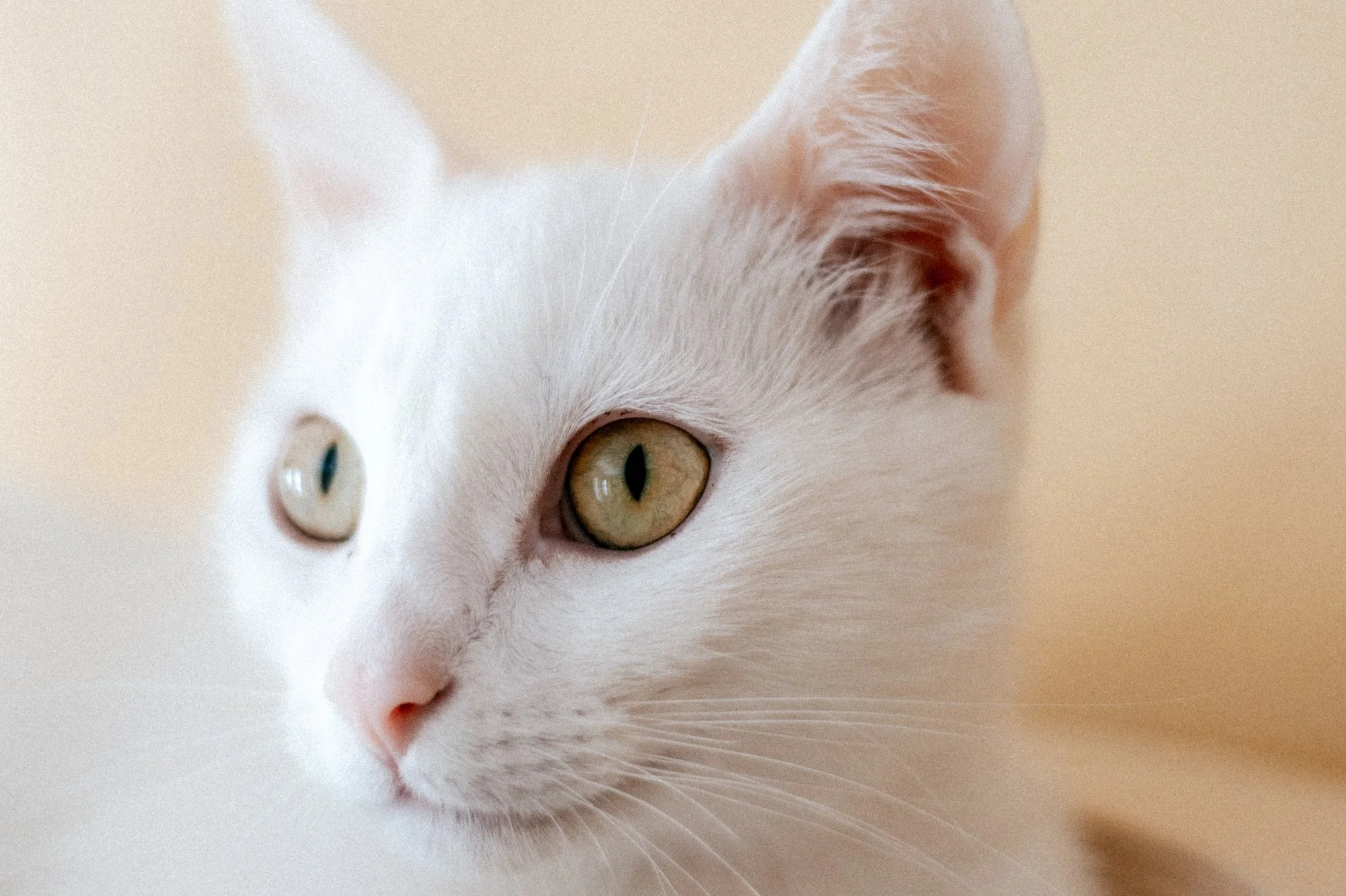 2025_08_26- Katzenhaus_030_2000px.JPG