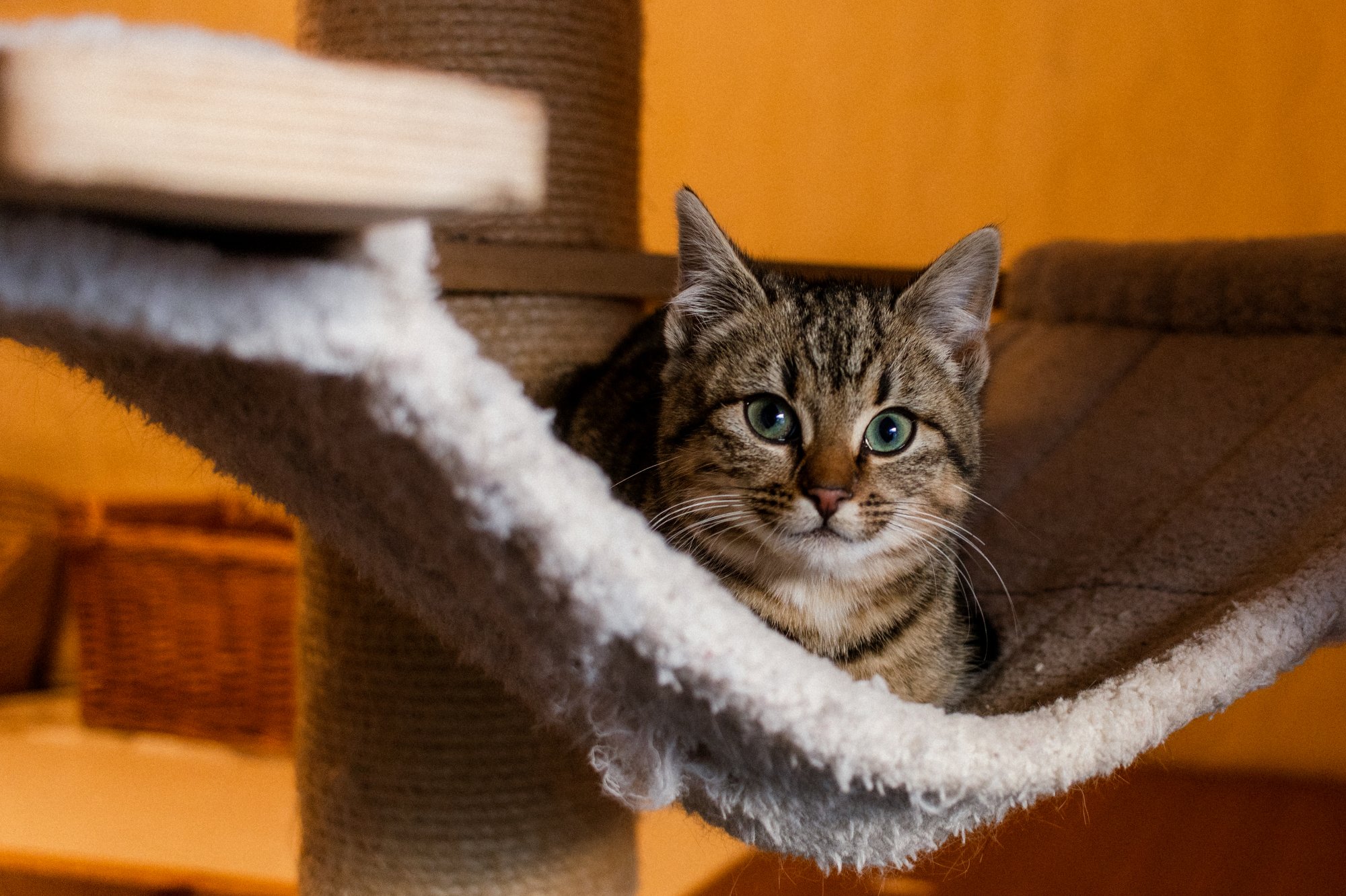 2026_01_05 - Mausi011_2000px.JPG