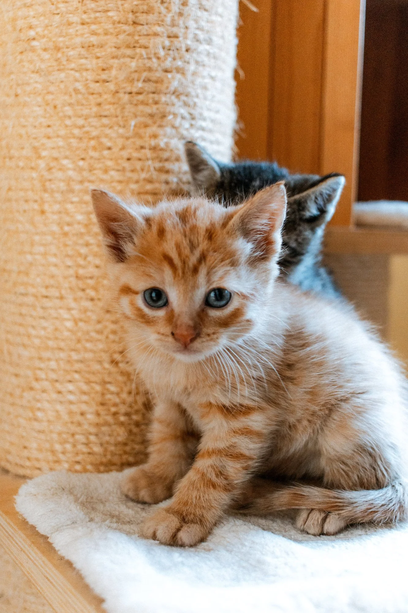 2026_10_05 - Katzenbabies, Katzenhaus_015_2000px.JPG