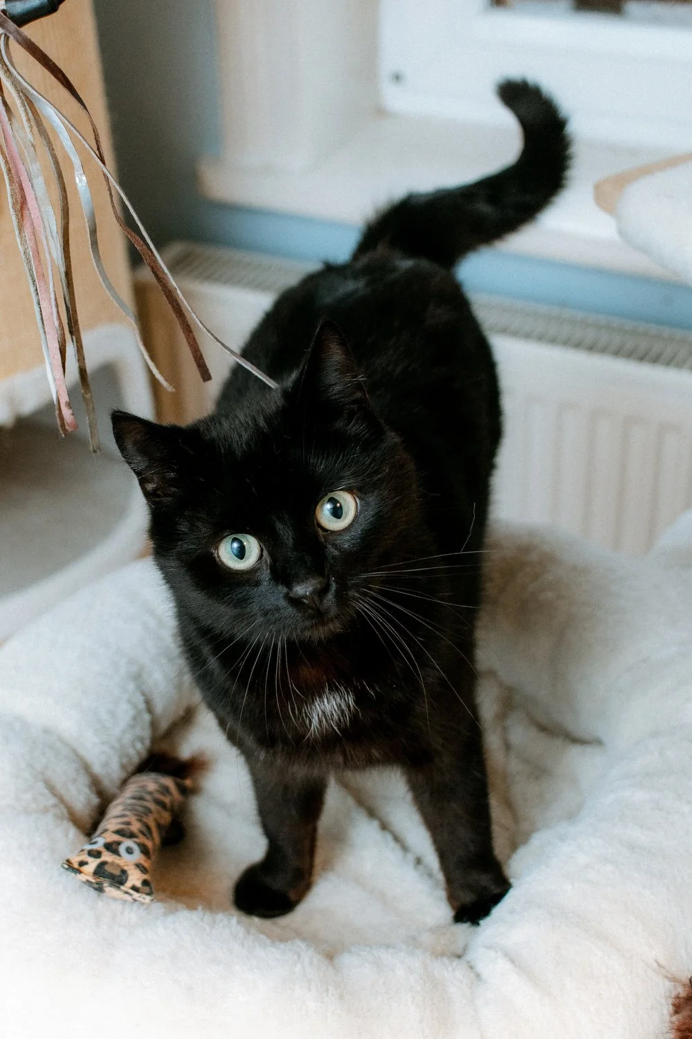 2026_02_13 - Katzenteam, Wilma013_1500px.JPG