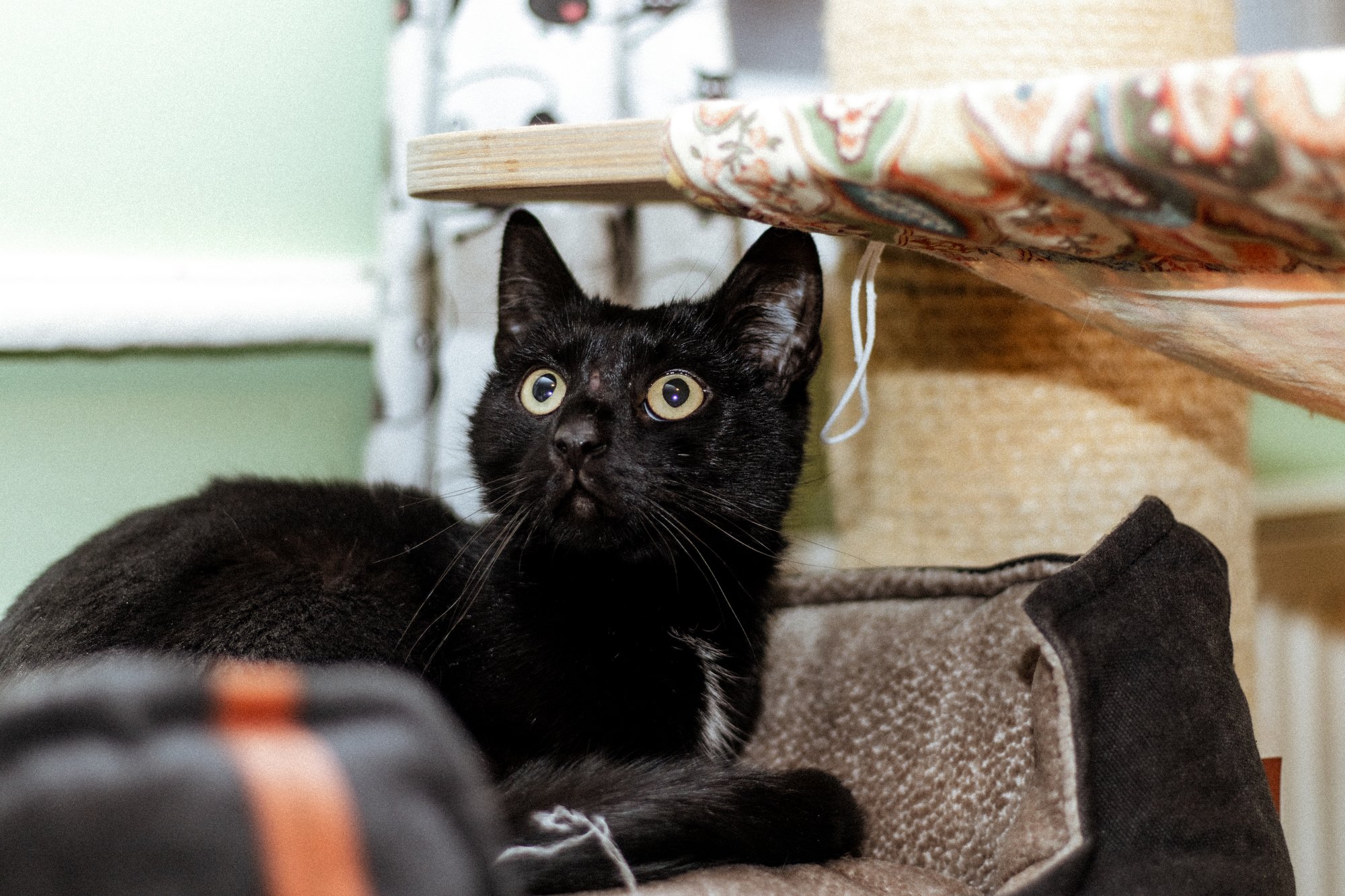 2026_01_12 - Neuzugang, Markoldendorf006_2000px.JPG