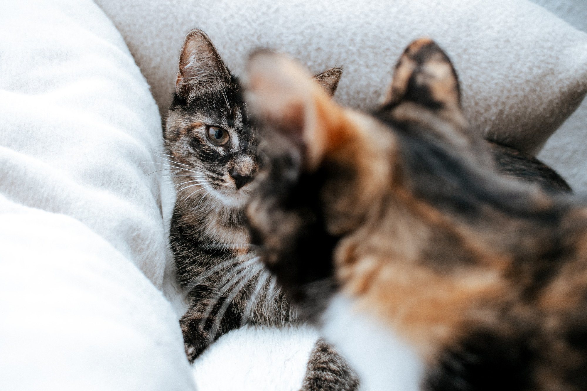 2026_10_23 - Kitten, Naja, Nike, Ida_009_2000px.JPG