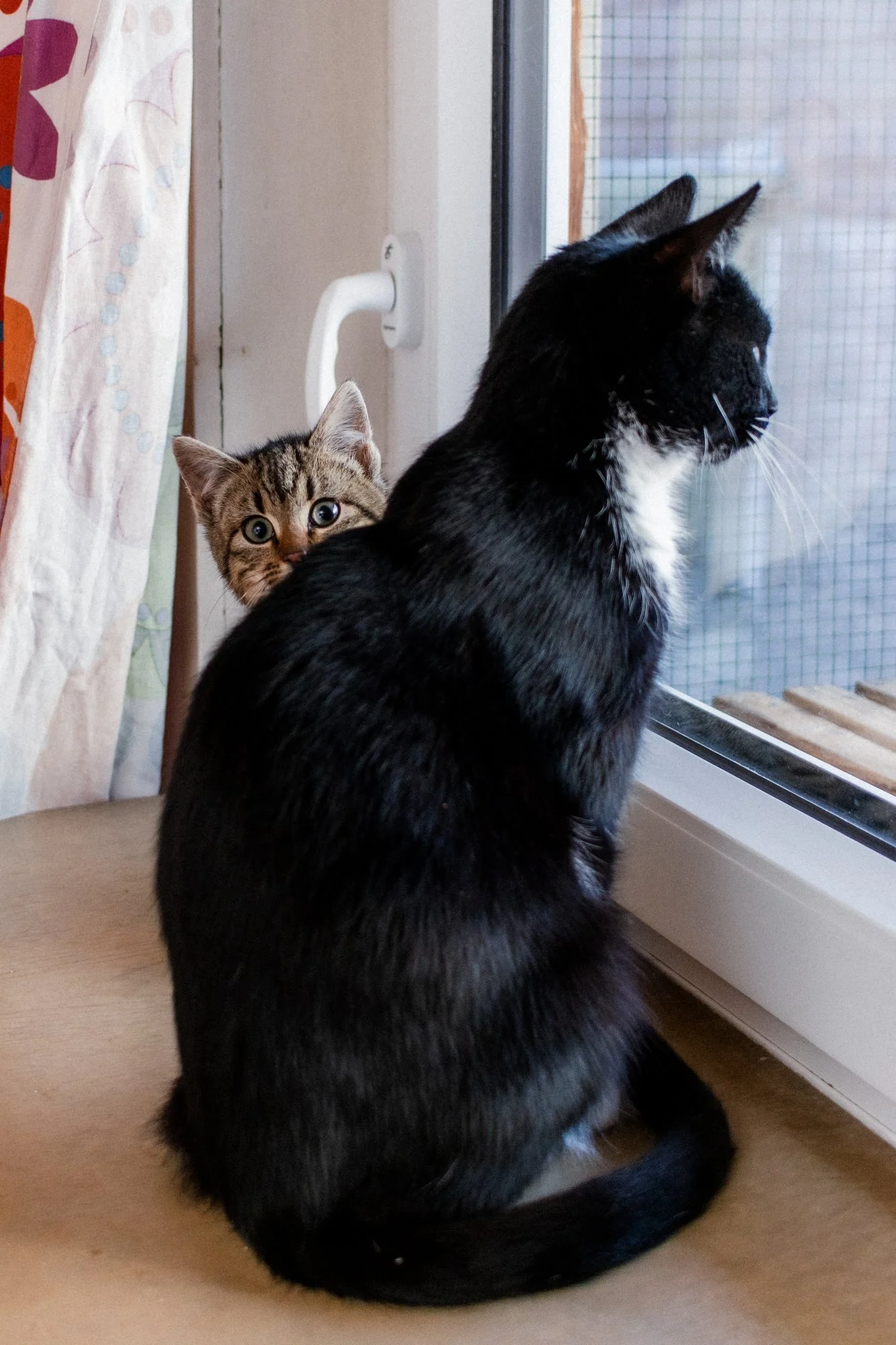 2026_01_05 - Mausi010_2000px.JPG