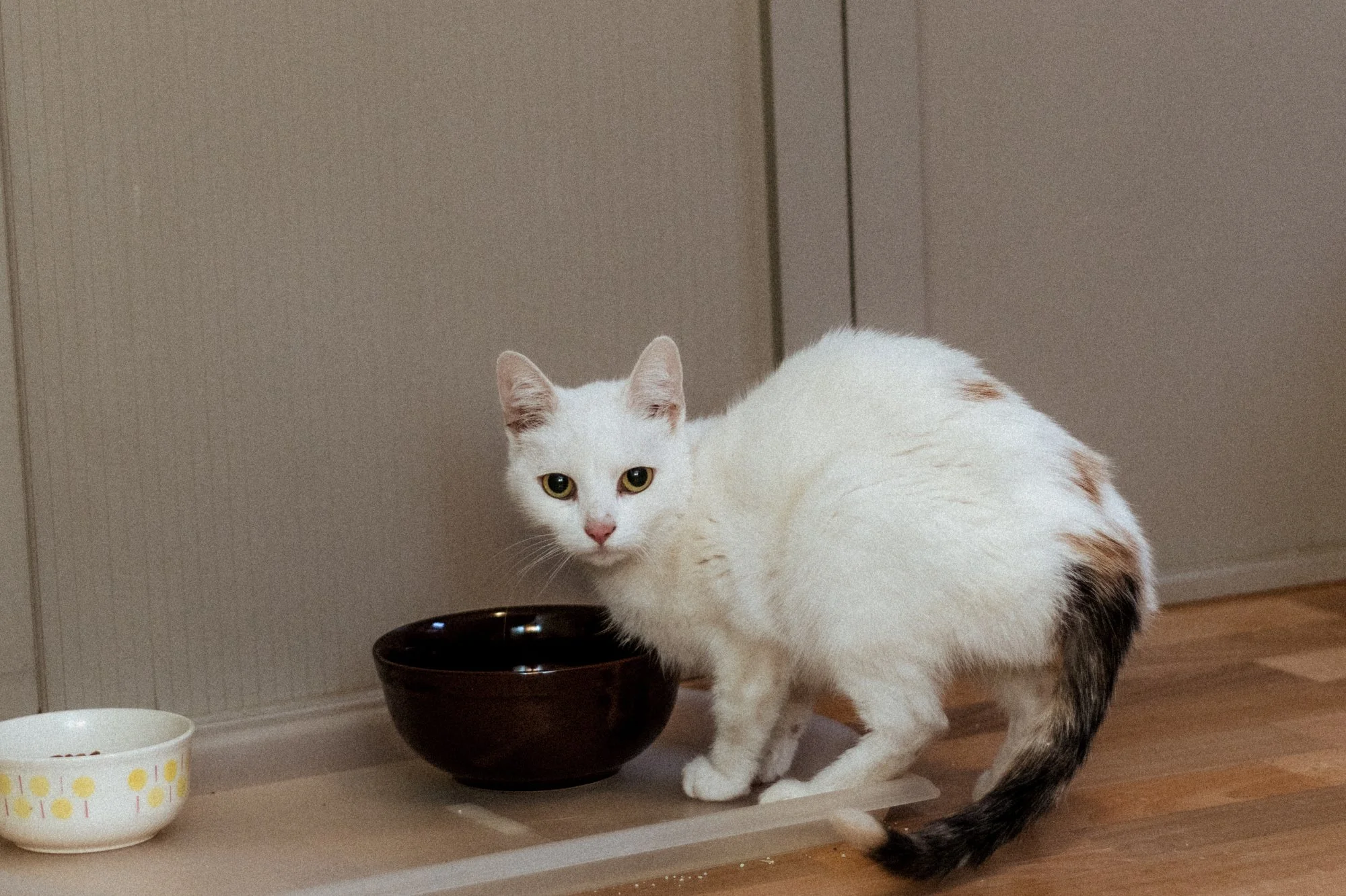 2026_01_12 - Neuzugang, Markoldendorf012_2000px.JPG