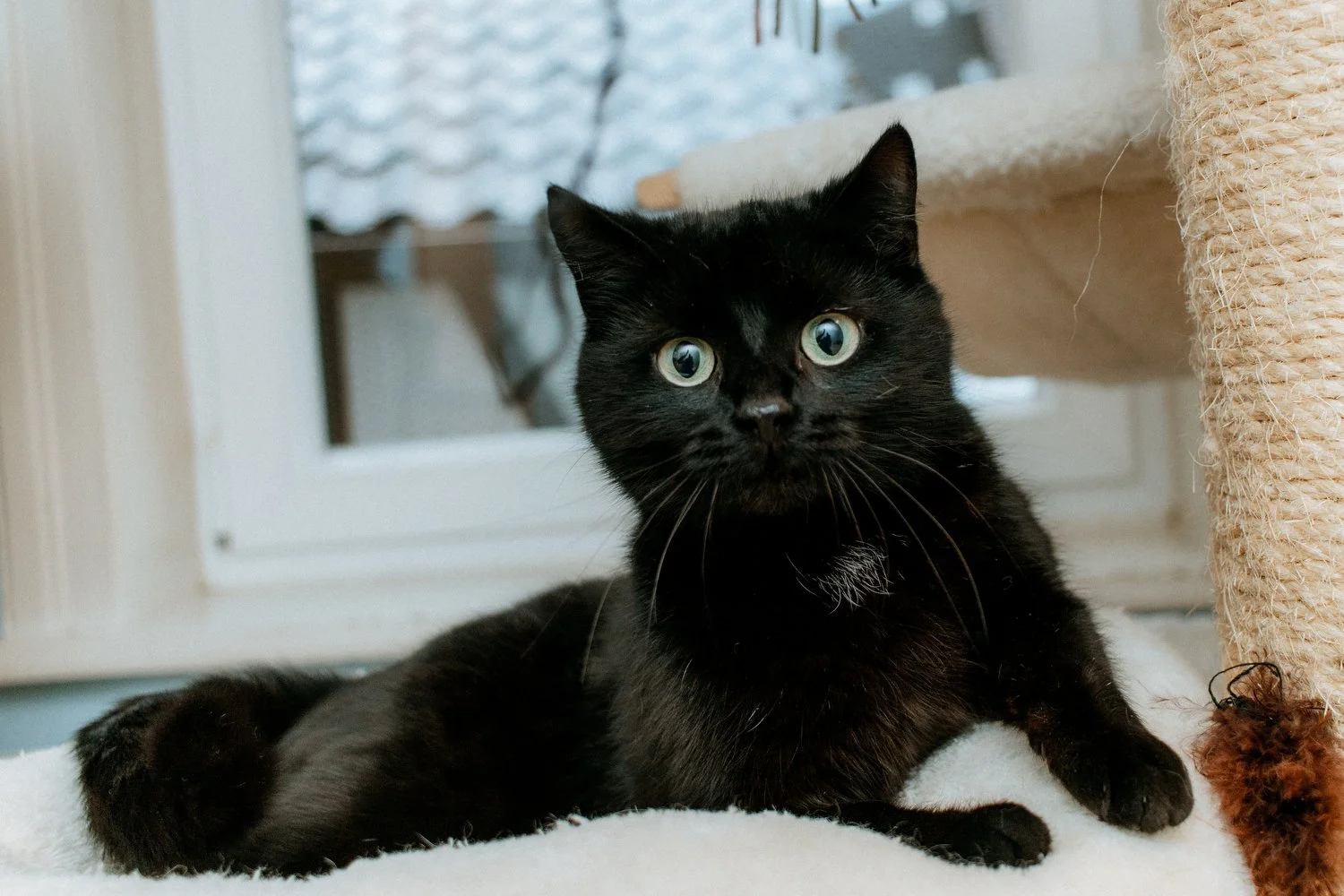 2026_02_13 - Katzenteam, Wilma006_1500px.JPG