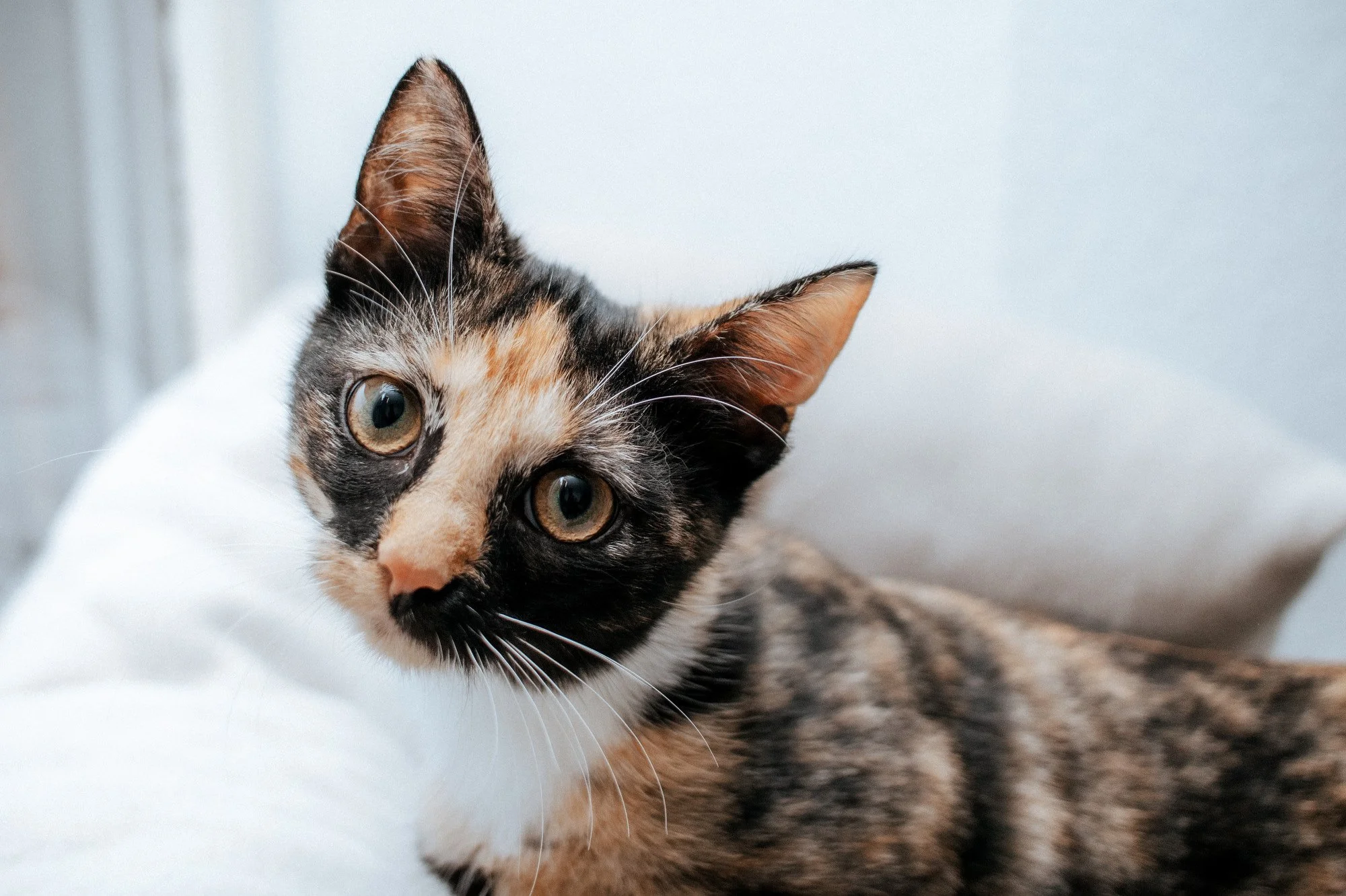 2026_10_23 - Kitten, Naja, Nike, Ida_008_2000px.JPG