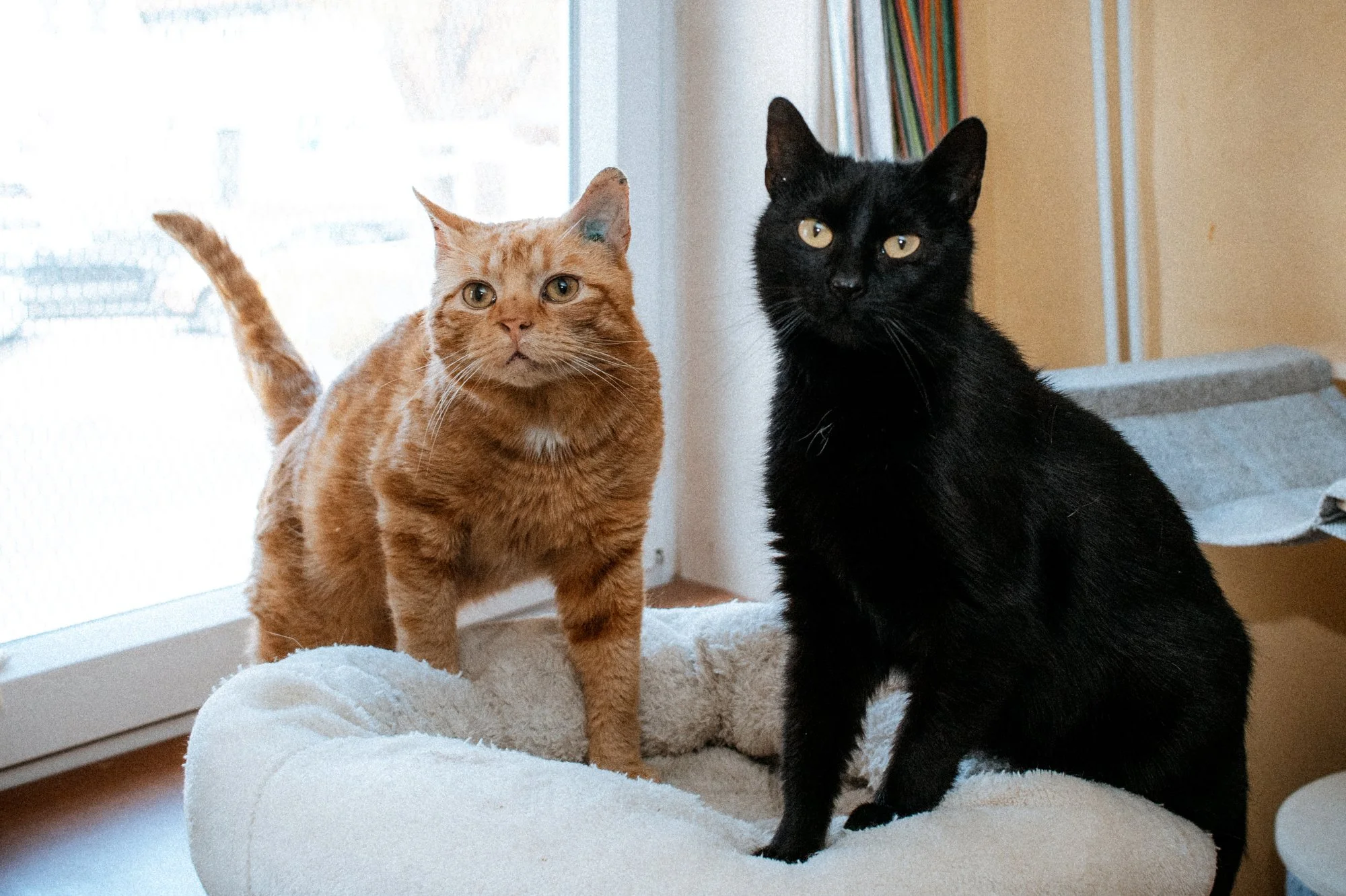 2026_04_13 - Katzenhaus, Piet und Loki_035_2000px.JPG