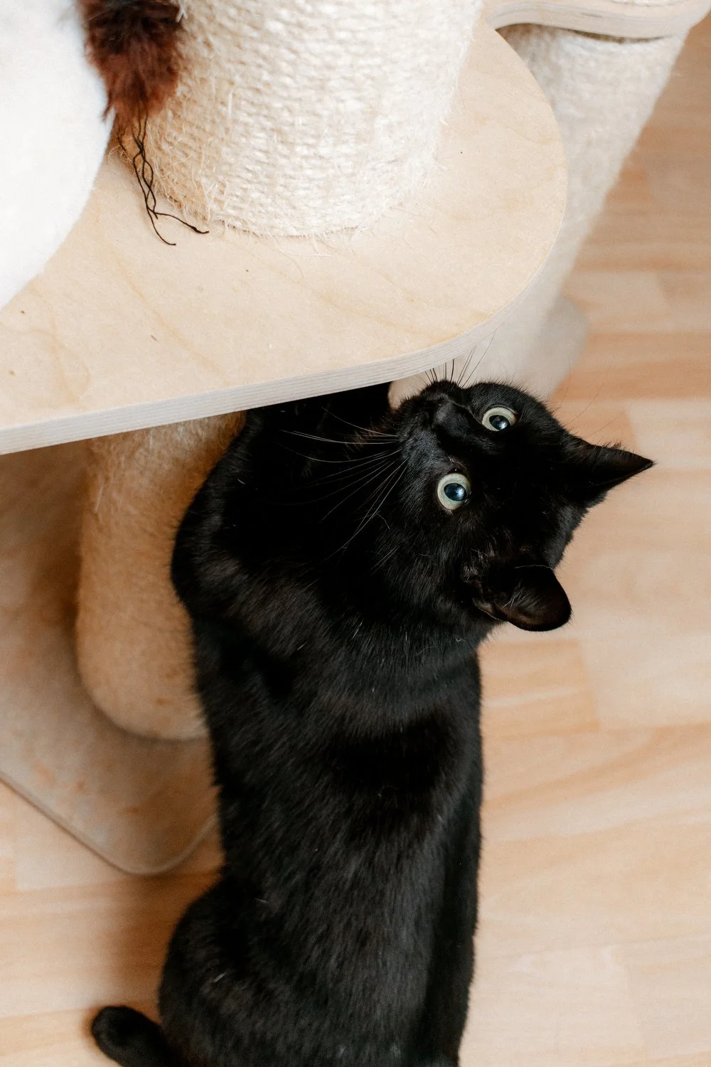 2026_02_13 - Katzenteam, Wilma004_1500px.JPG