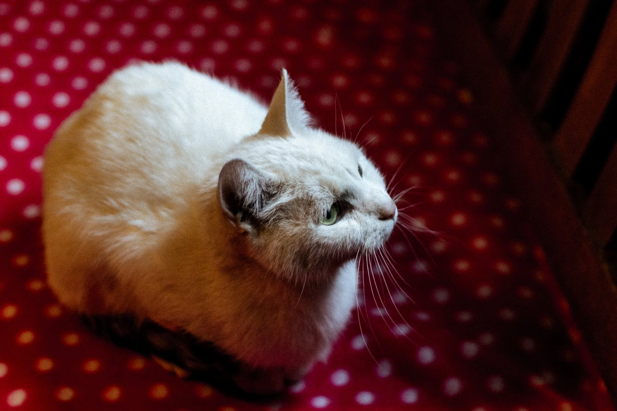 Mimi & Jella - Zuhause gefunden!