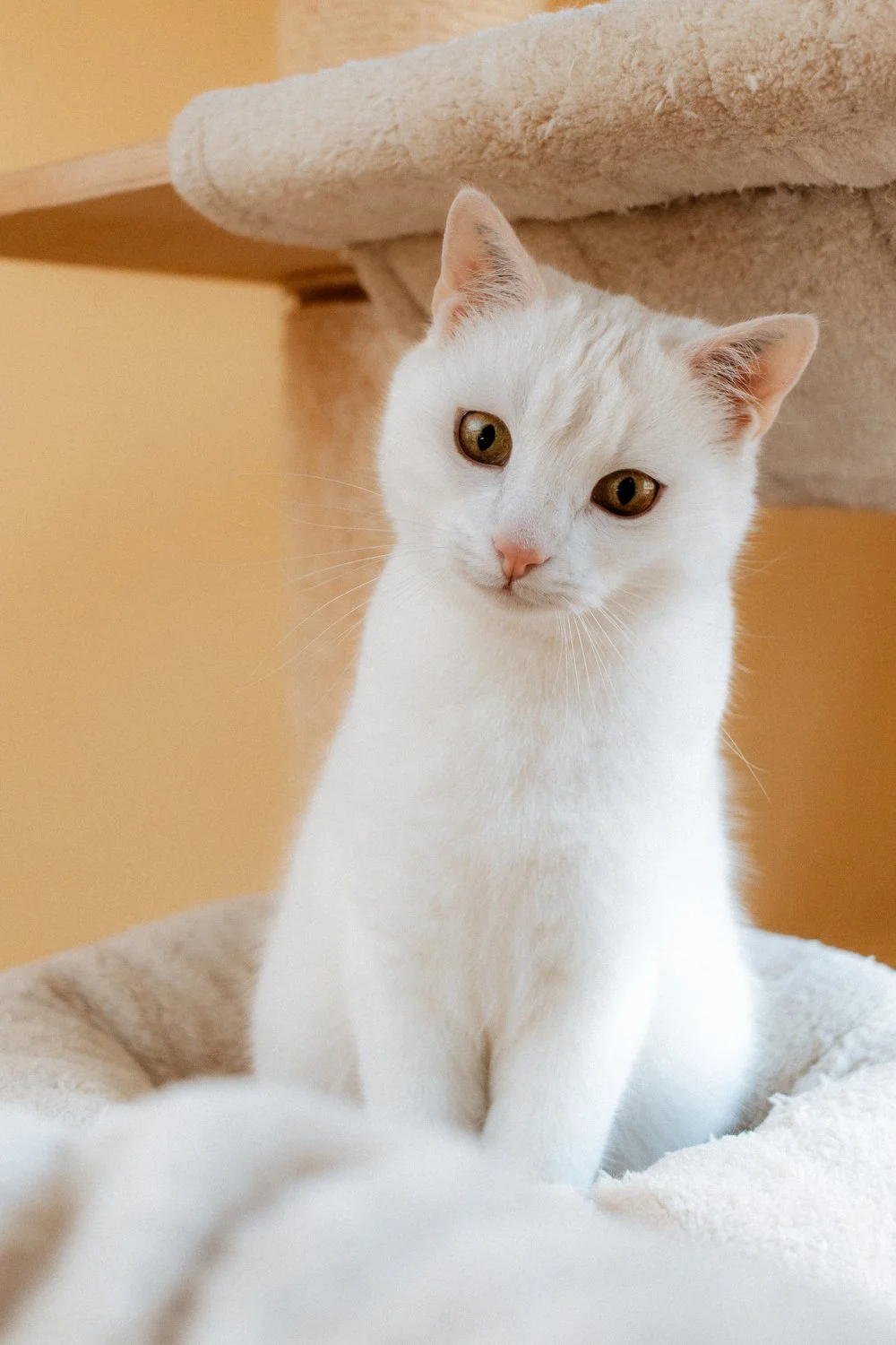 2026_02_09 - Katzenteam, Flocke_010_1500px.JPG