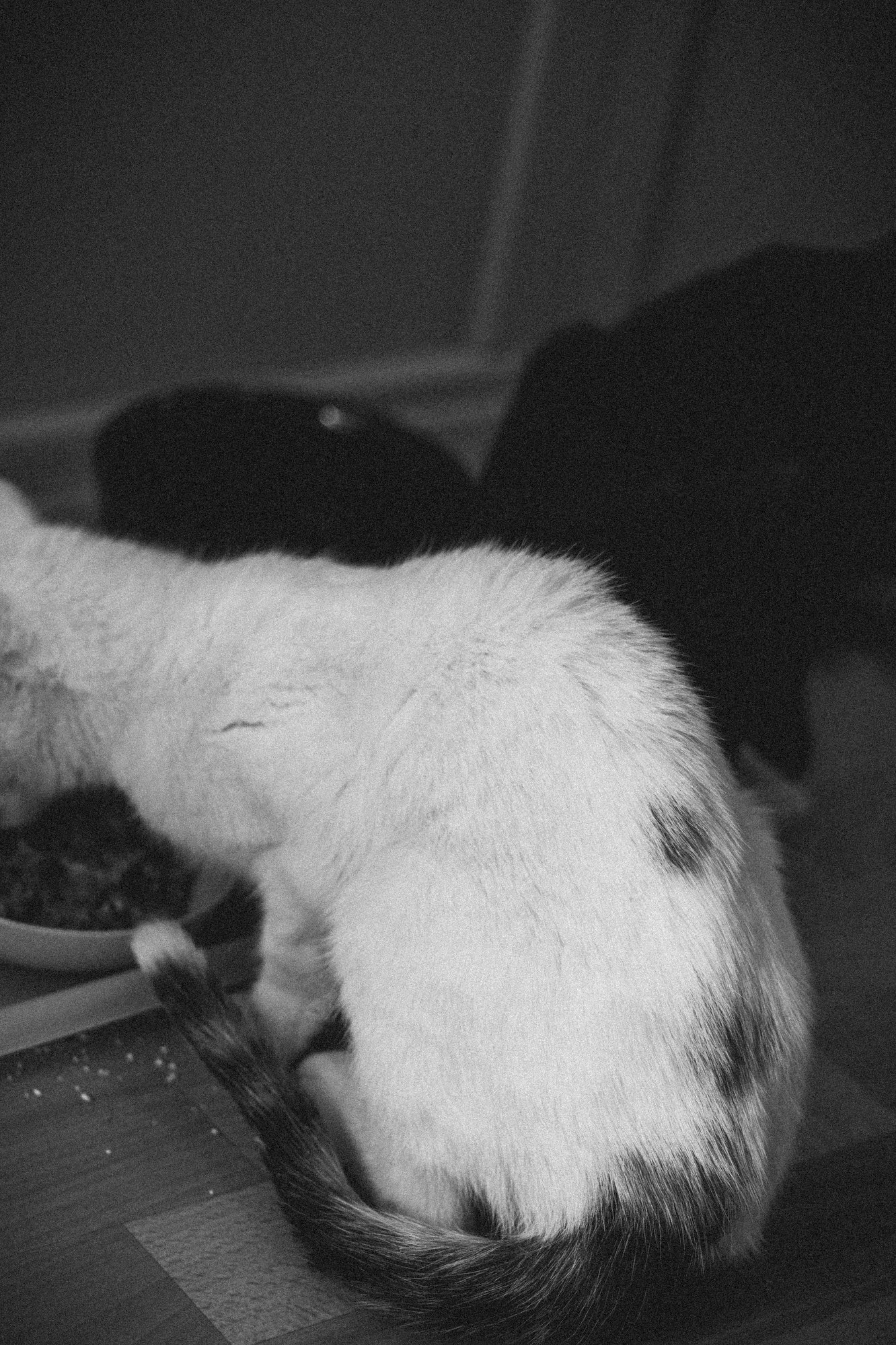 2026_01_12 - Neuzugang, Markoldendorf009_2000px.JPG