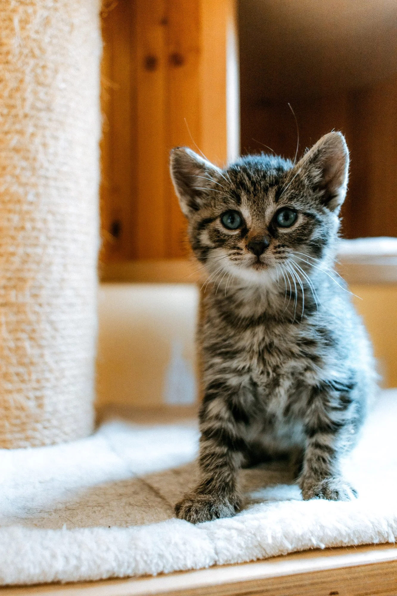 2026_10_05 - Katzenbabies, Katzenhaus_012_2000px.JPG