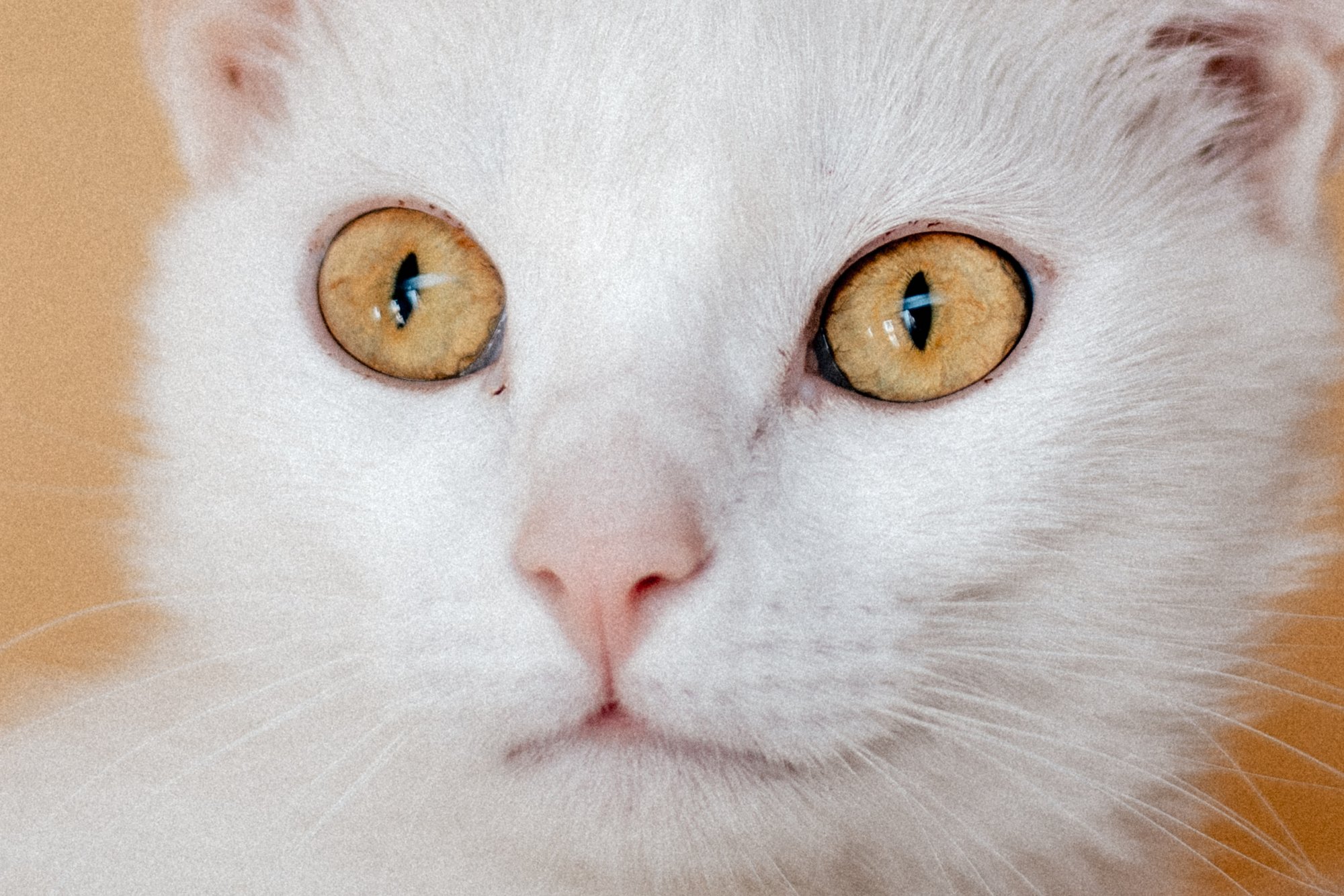 2025_08_26- Katzenhaus_026_2000px.JPG