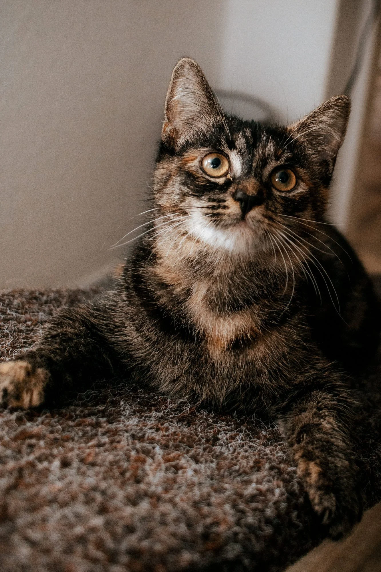 2026_10_23 - Kitten, Naja, Nike, Ida_017_2000px.JPG