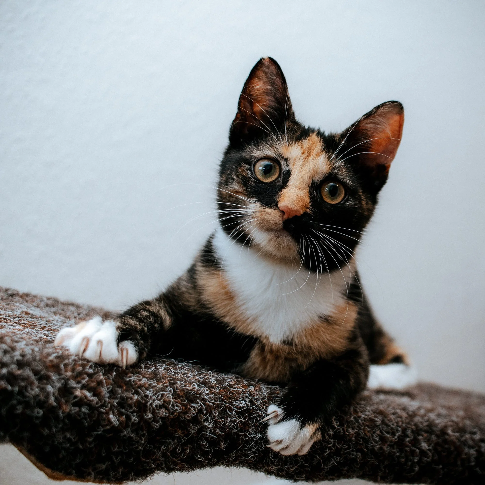 2026_10_23 - Kitten, Naja, Nike, Ida_032_2000px.JPG