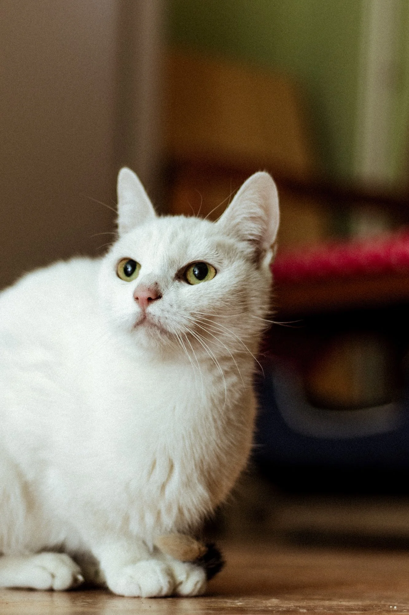 2026_01_12 - Neuzugang, Markoldendorf017_2000px.JPG