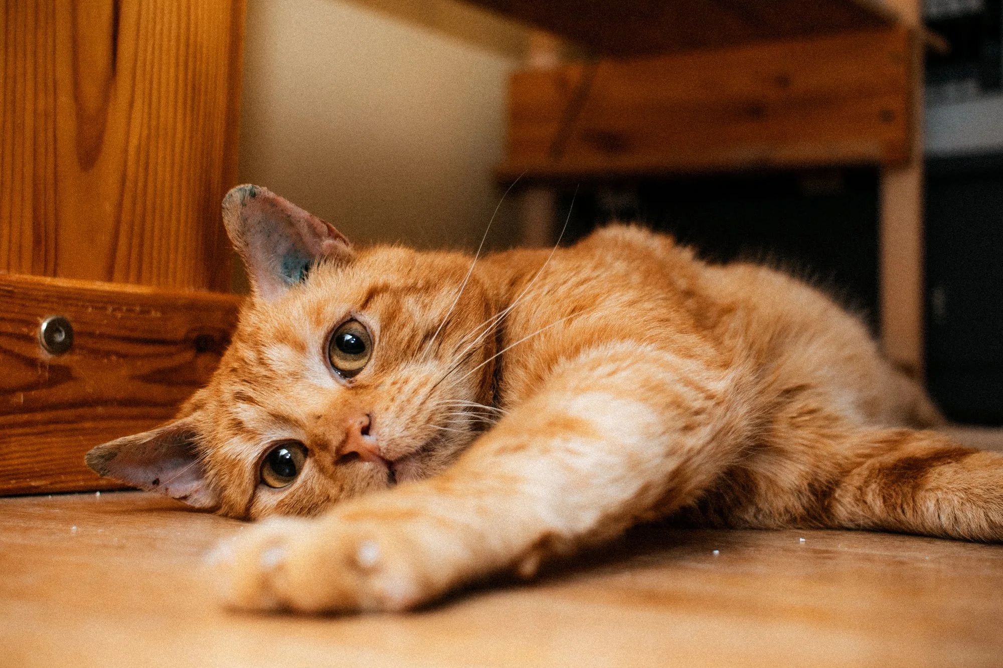 2026_04_13 - Katzenhaus, Piet und Loki_041_2000px.JPG