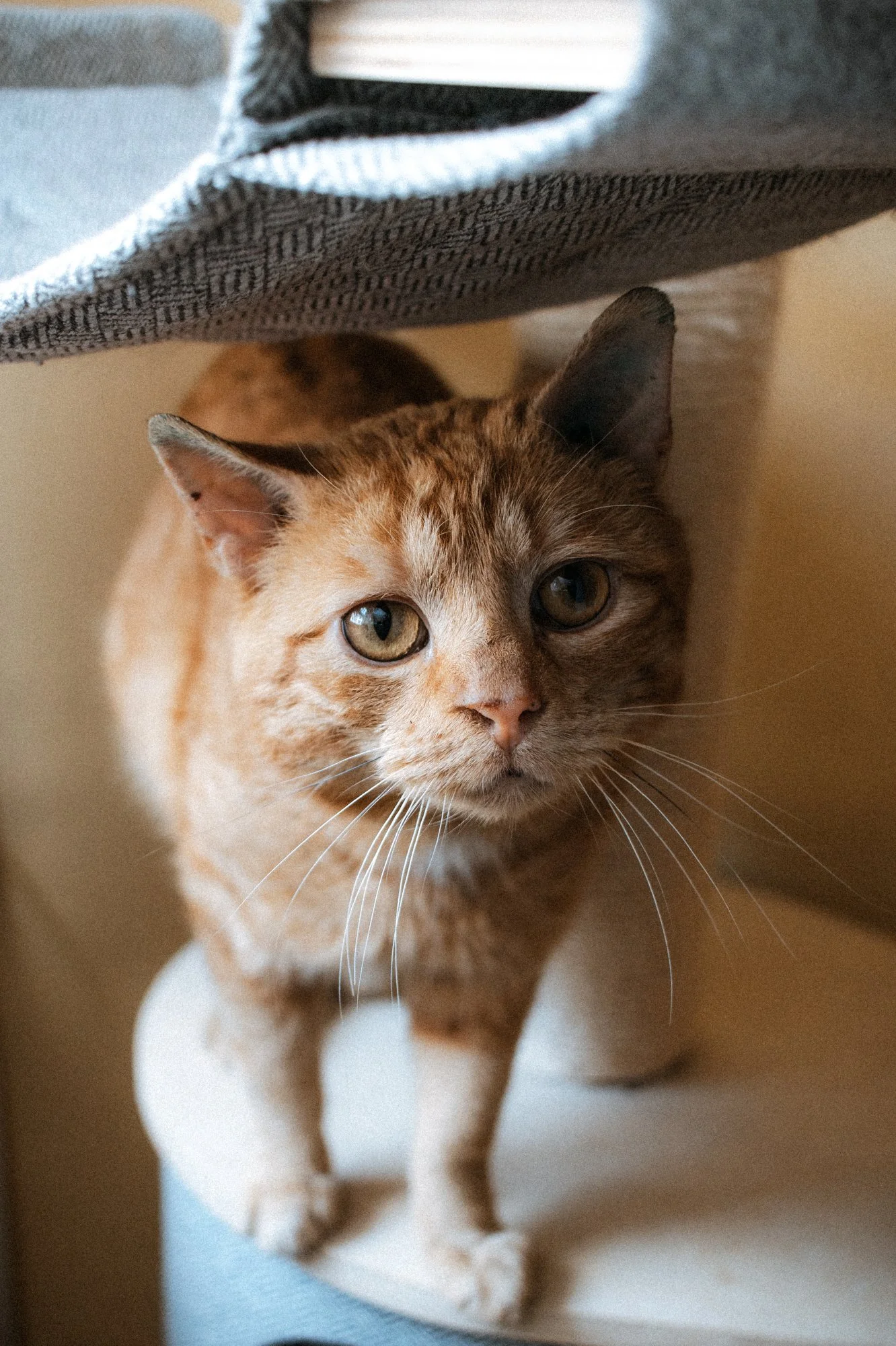 2026_04_13 - Katzenhaus, Piet und Loki_011_2000px.JPG