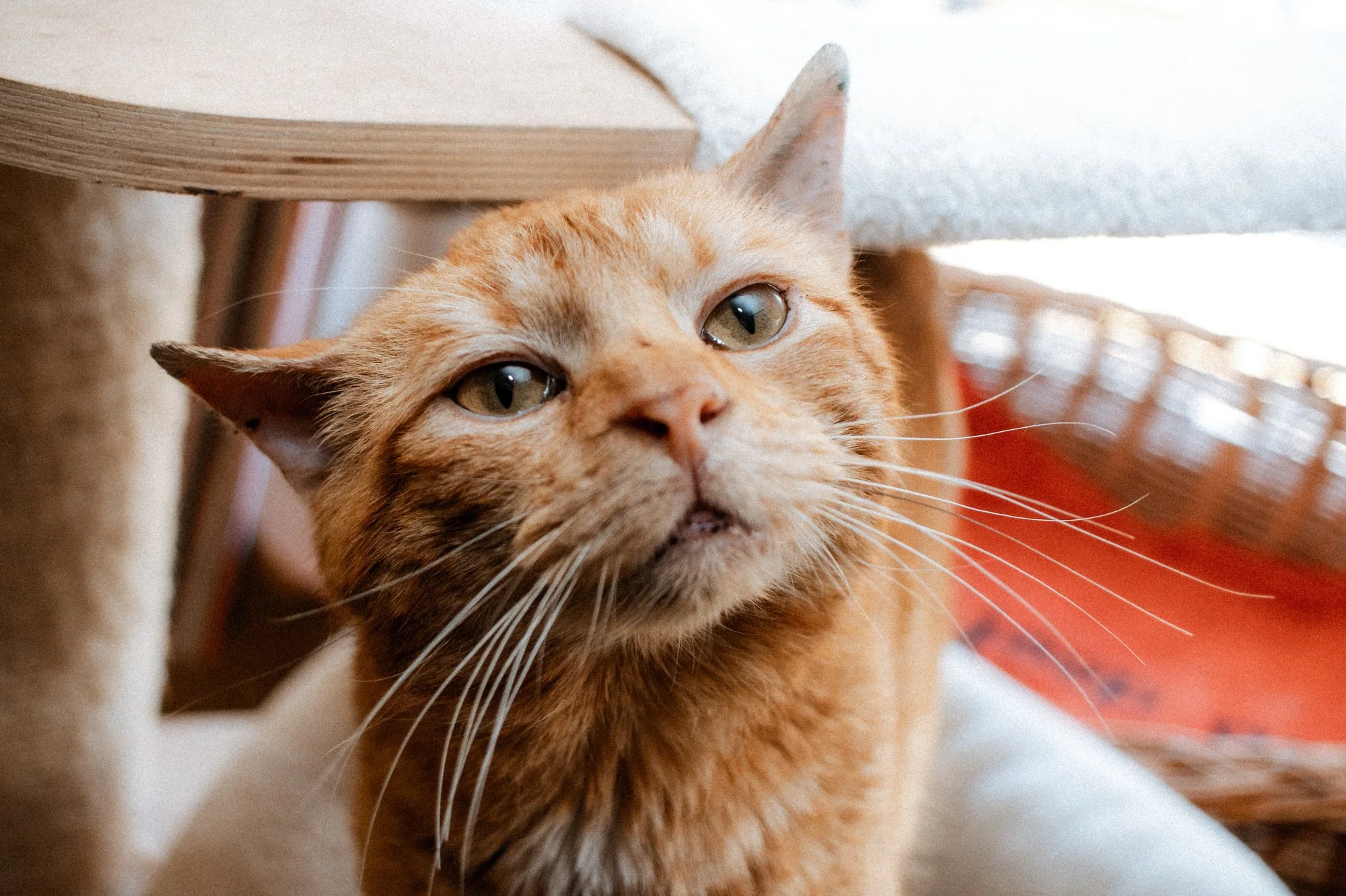 2026_04_13 - Katzenhaus, Piet und Loki_036_2000px.JPG