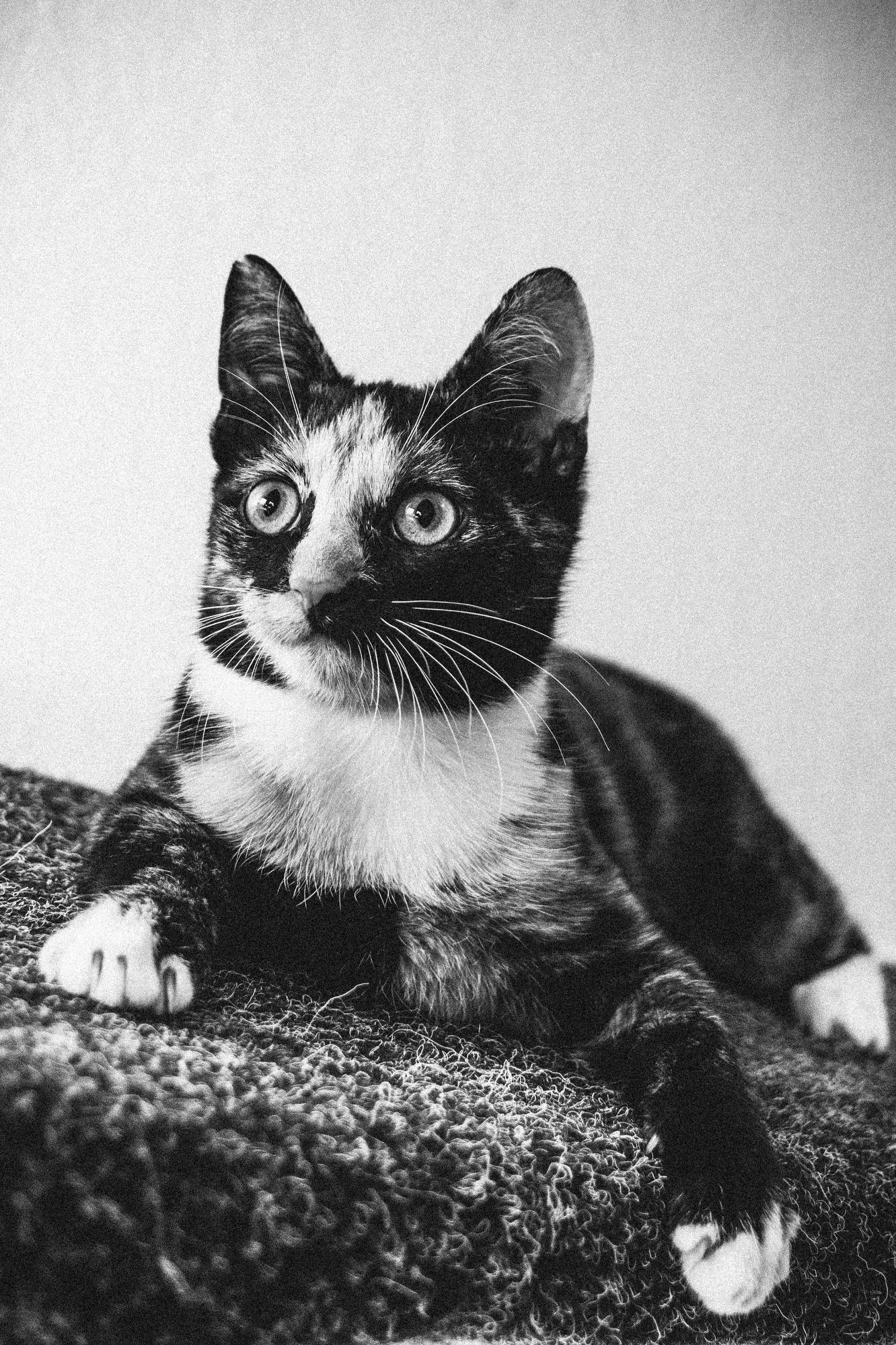 2026_10_23 - Kitten, Naja, Nike, Ida_033_2000px.JPG