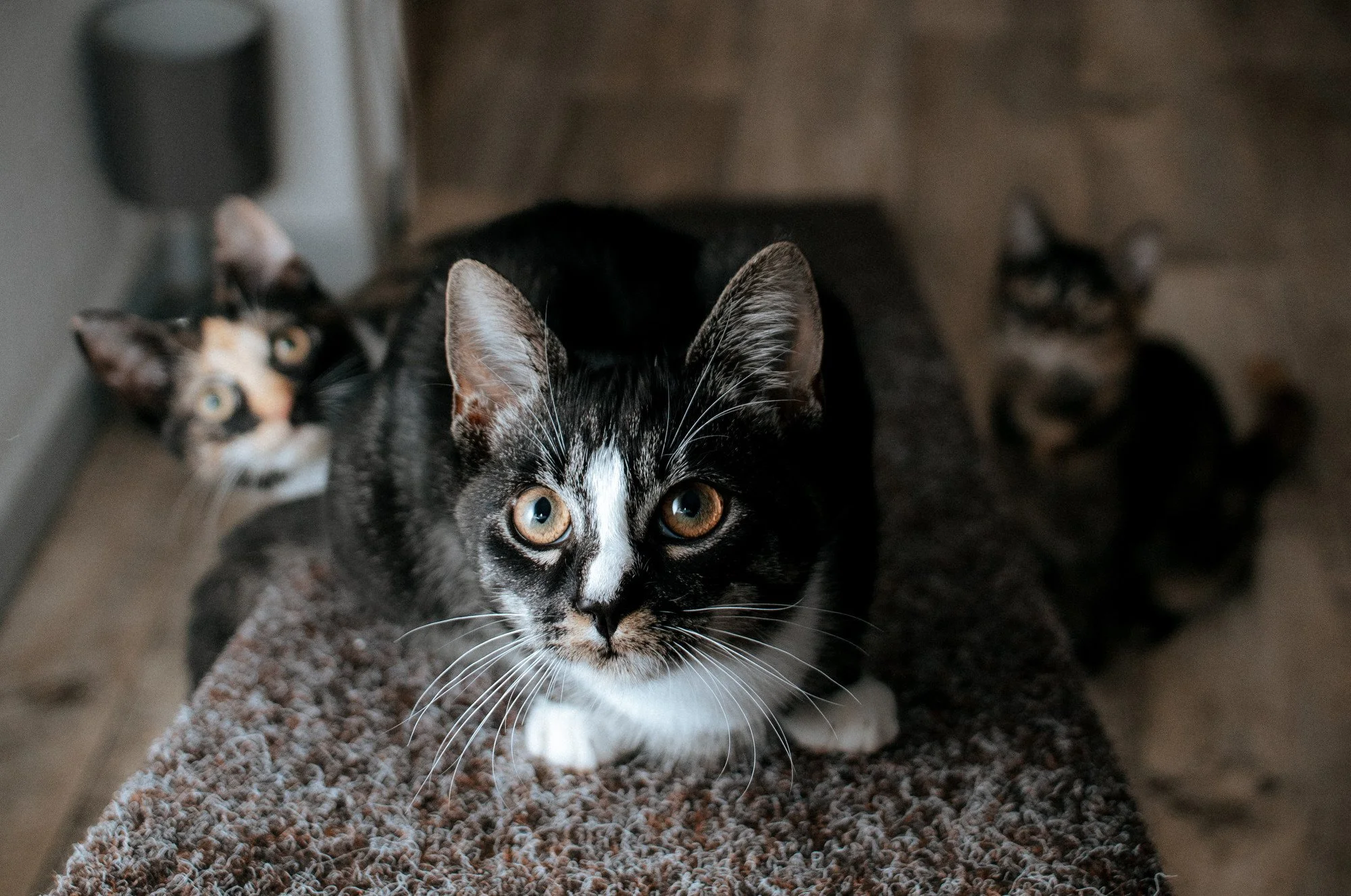 Nike, Ida & Naja
