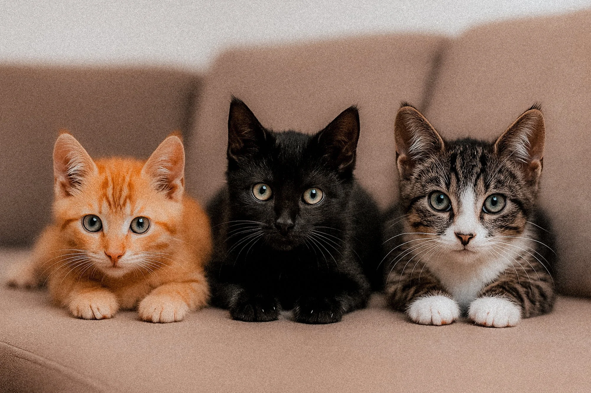 Lilo, Stitch und Alex