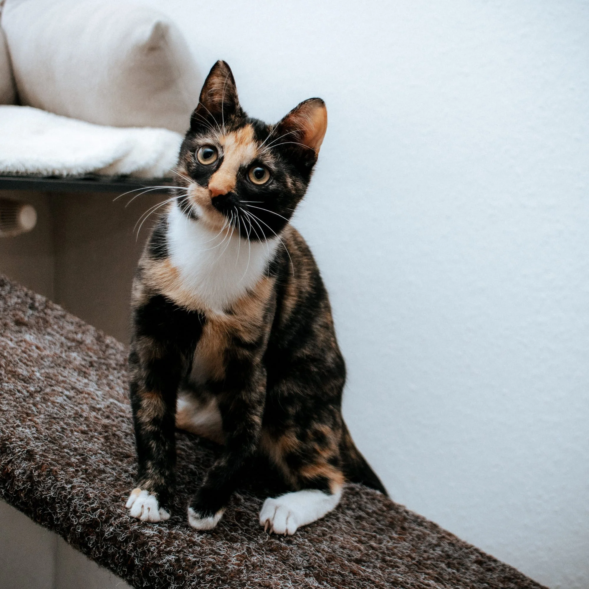 2026_10_23 - Kitten, Naja, Nike, Ida_020_2000px.JPG