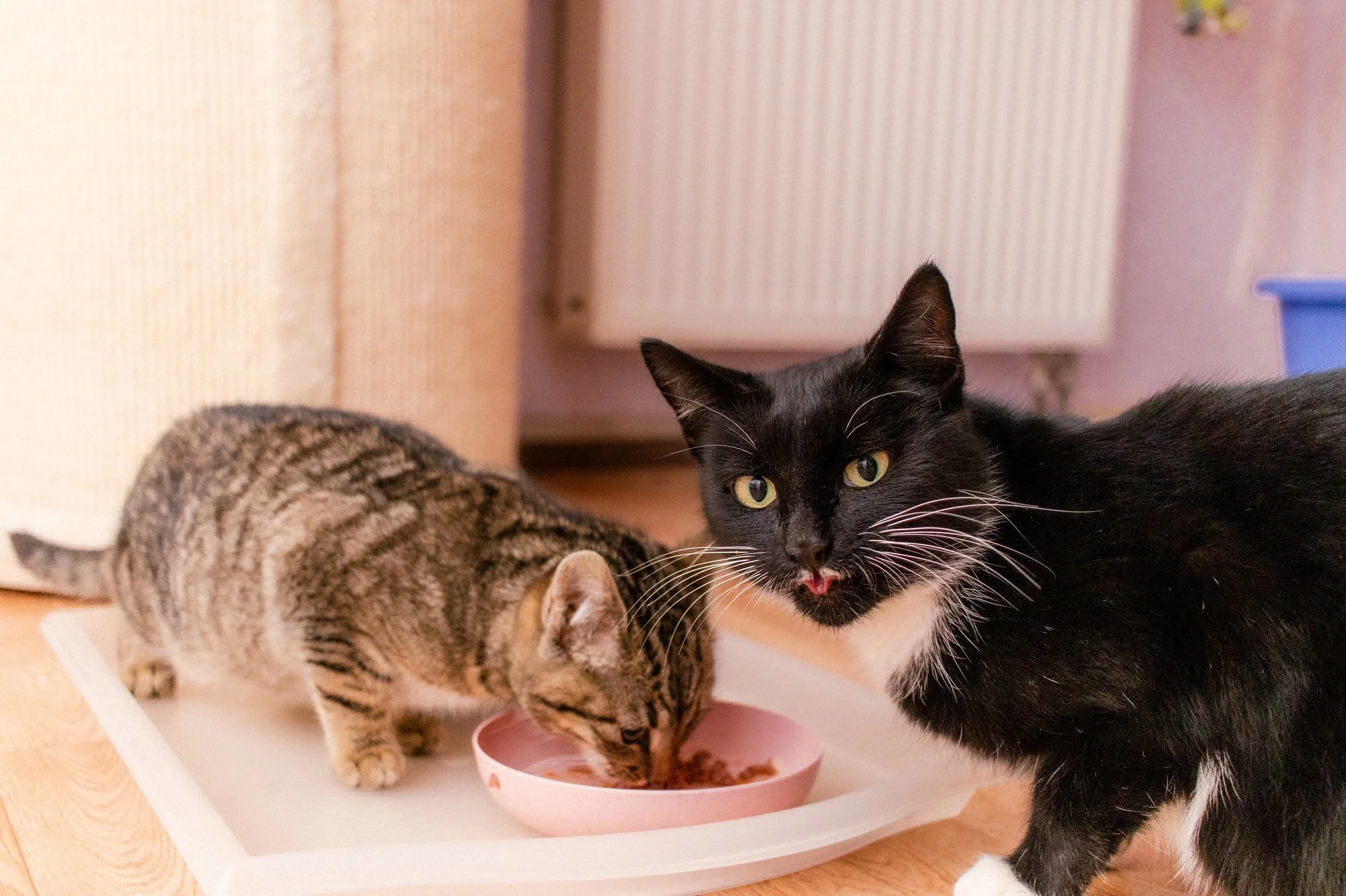 2026_01_05 - Mausi003_2000px.JPG