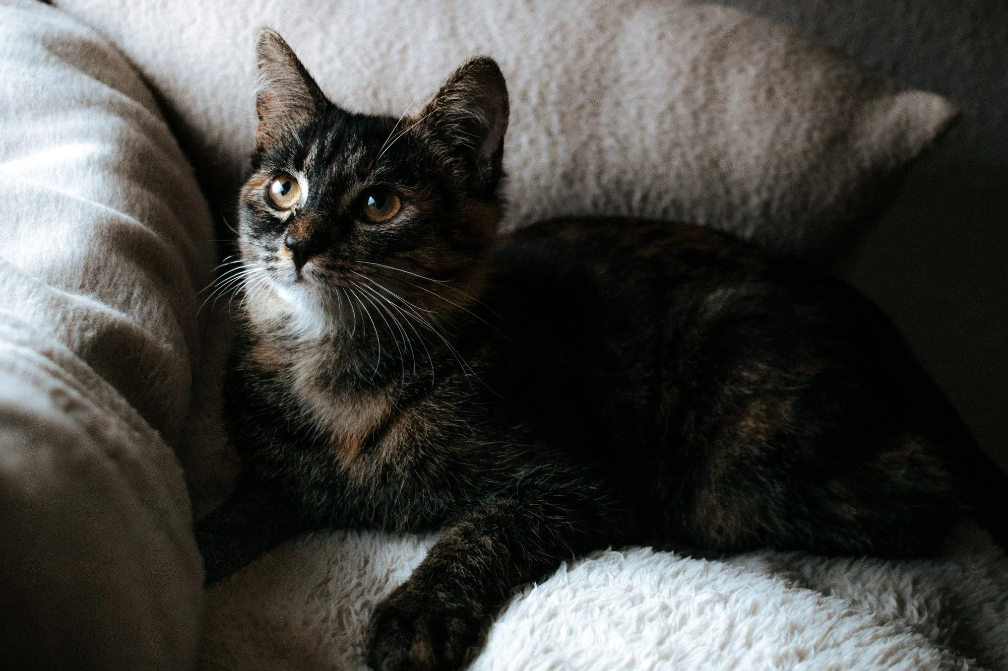 2026_10_23 - Kitten, Naja, Nike, Ida_007_2000px.JPG