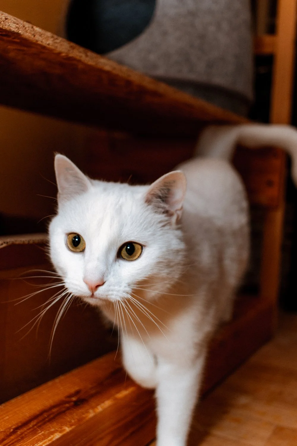 2026_02_09 - Katzenteam, Flocke_006_1500px.JPG