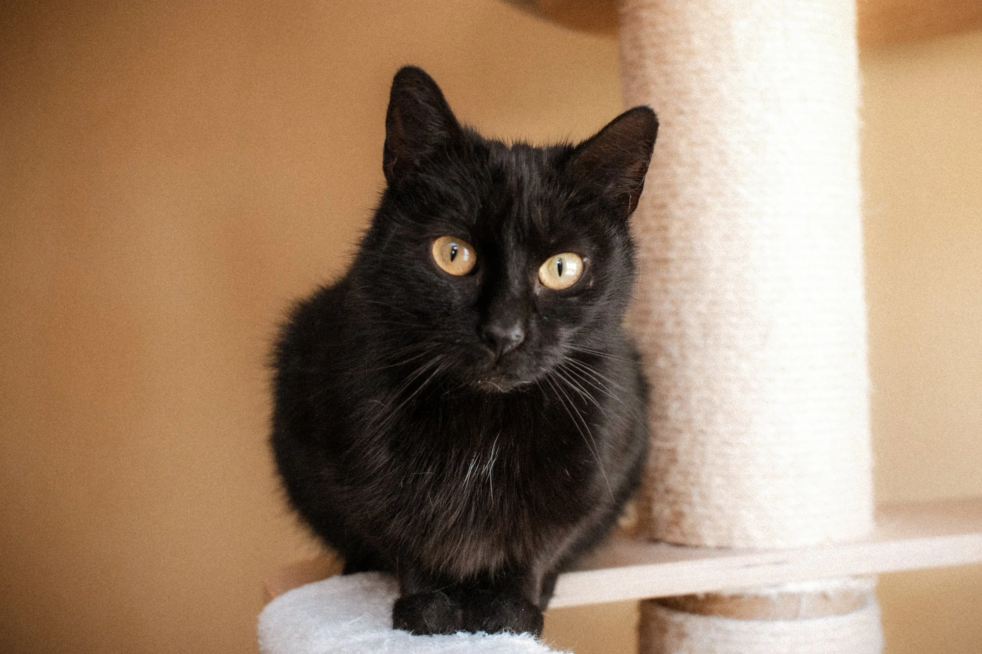 2026_04_13 - Katzenhaus, Piet und Loki_025_2000px.JPG