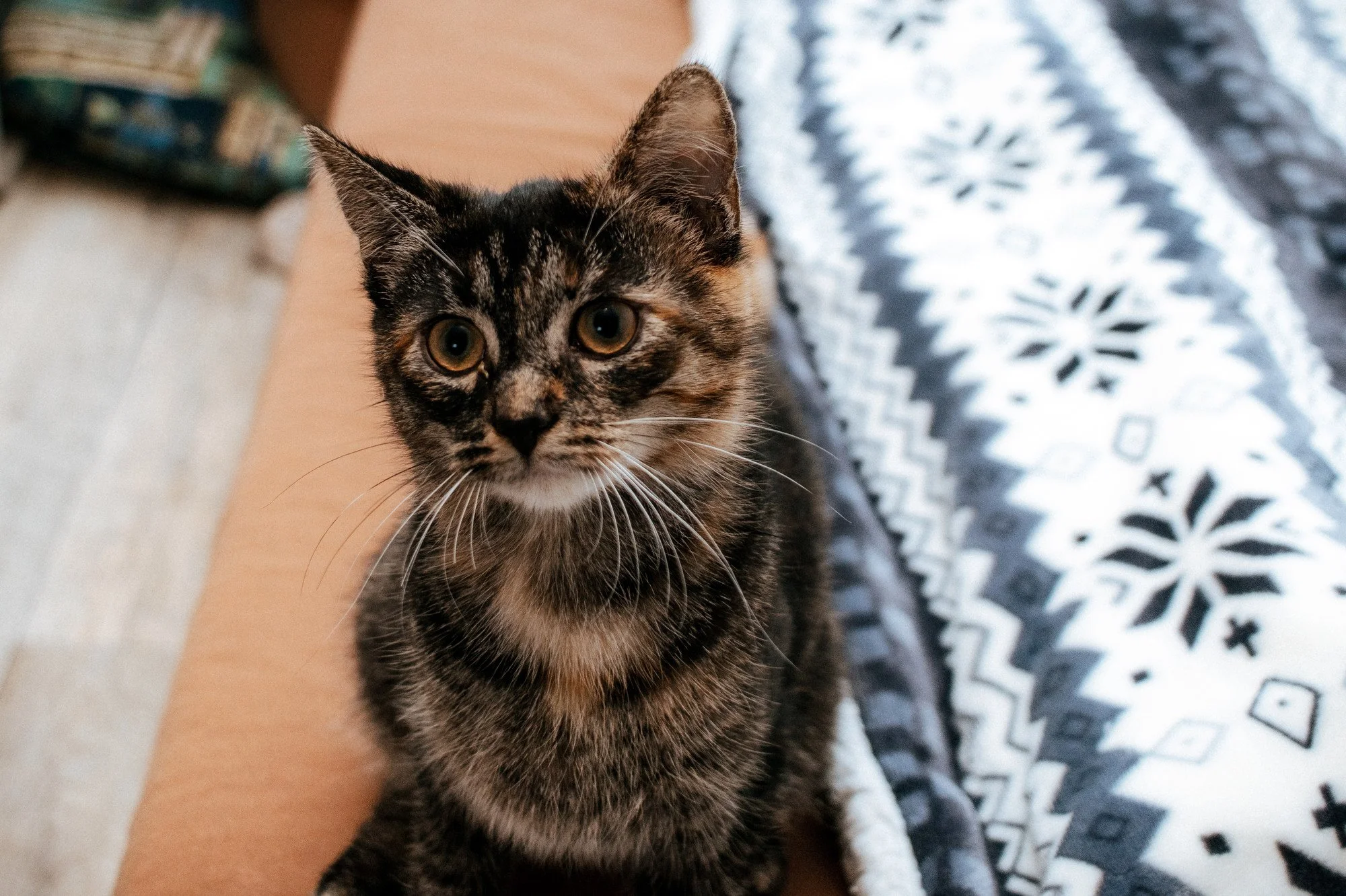 2026_10_23 - Kitten, Naja, Nike, Ida_026_2000px.JPG