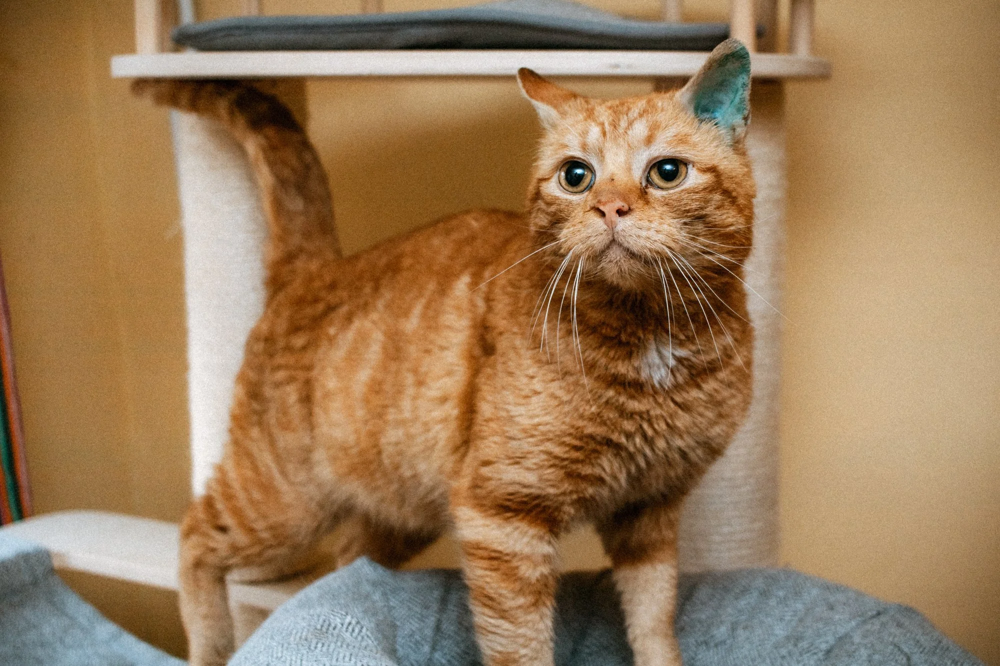 2026_04_03 - Piet_001.JPG