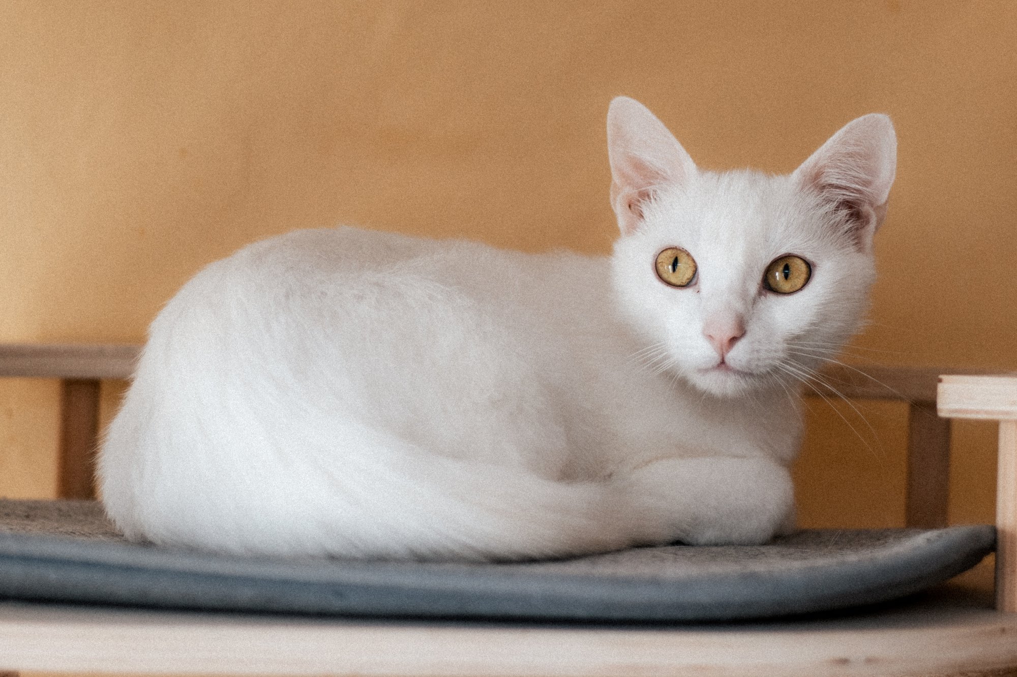 2025_08_26- Katzenhaus_025_2000px.JPG