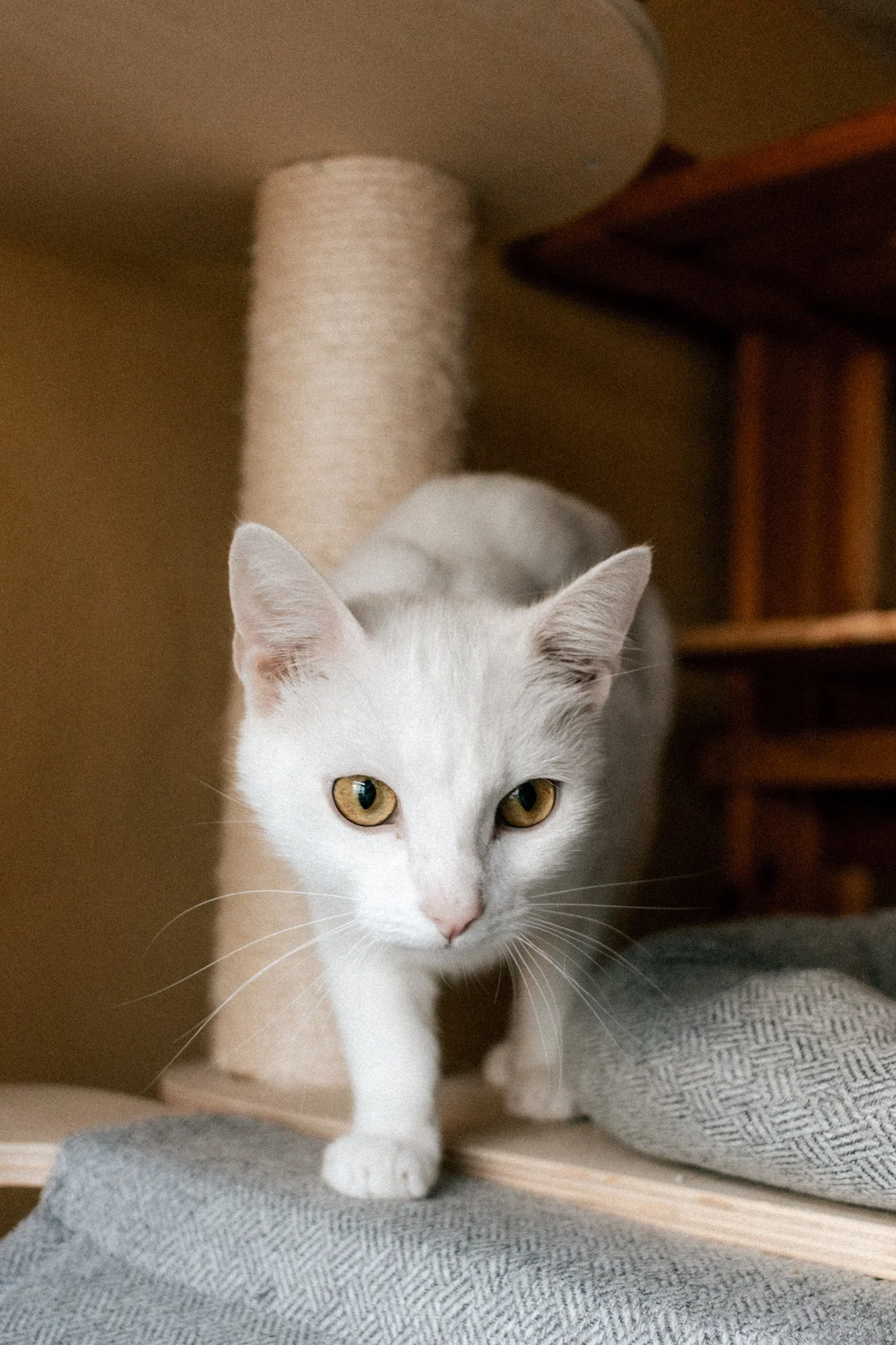 250929_Imagefotos, Katzenhaus_036_2000px.JPG